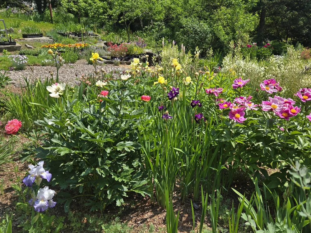 Joe Pye Weed Garden_June25.jpeg