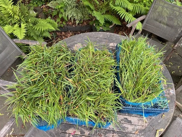 Watertown Cambridge Greenway_4.jpeg