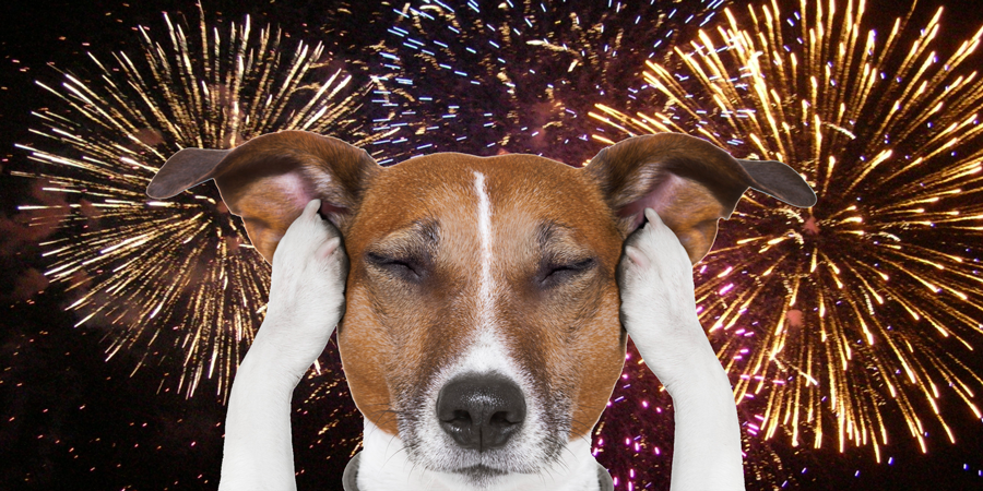 Fireworks and the Fourth: How to Keep Your Pets Safe During the July 4th Season
