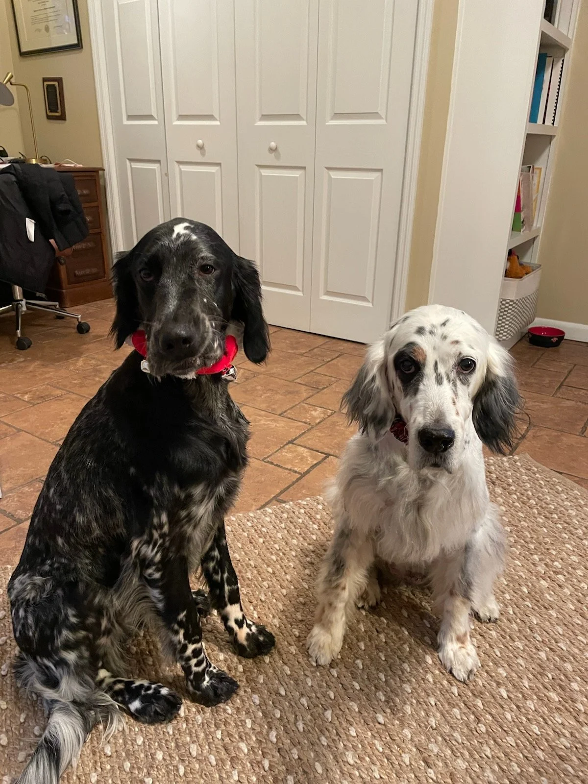 Doggies.jpg