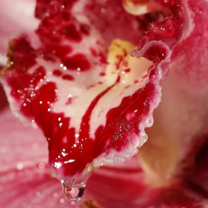 A Nuanced Look At Rimming
