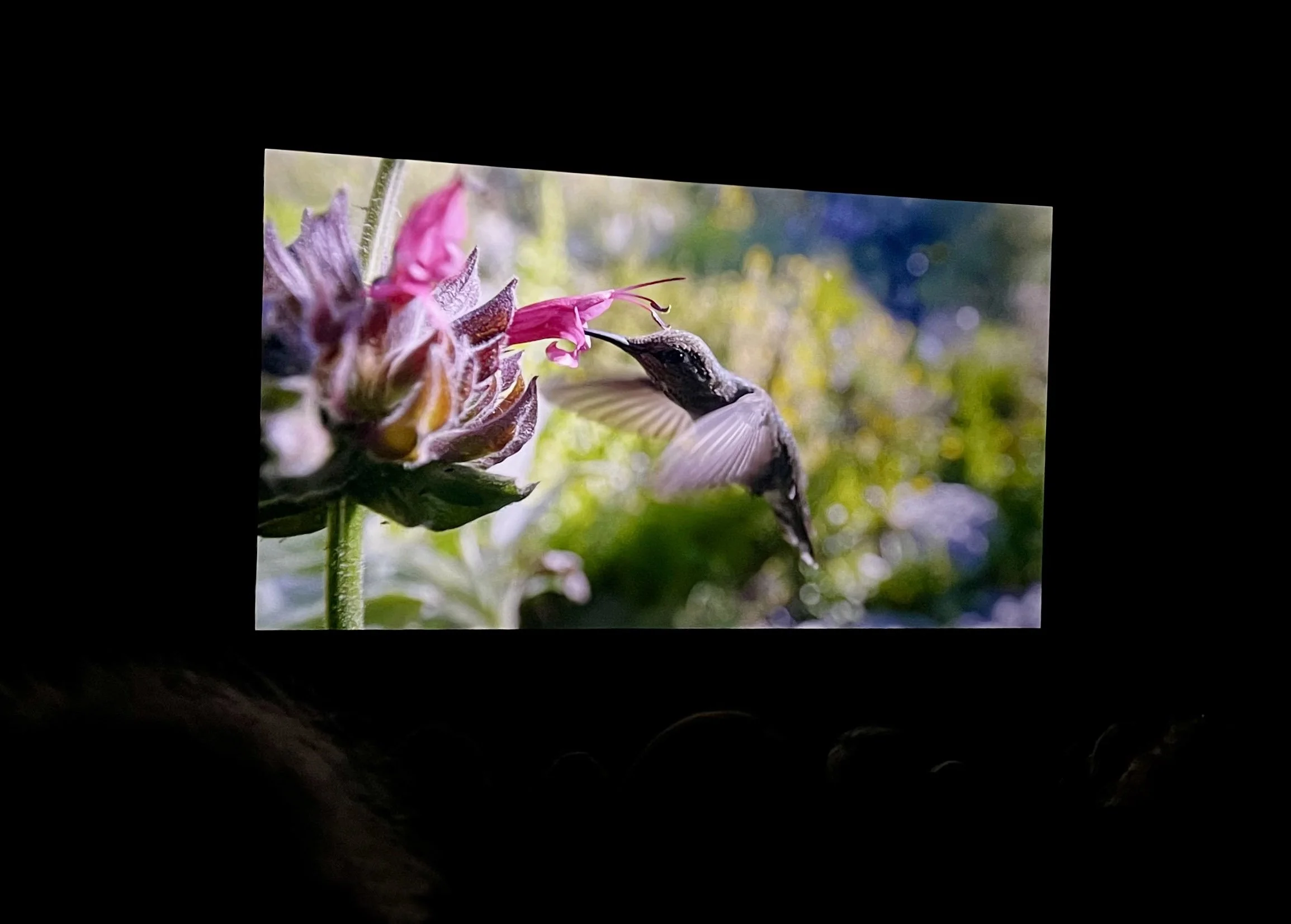 2025-SHWF-Every Little Thing (Sally Aitken)_DSC3425c.jpeg