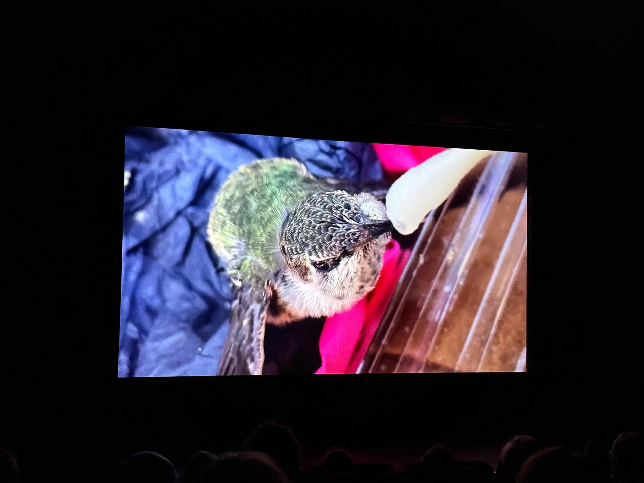 2025-SHWF-Every Little Thing (Sally Aitken)_DSC3425b.jpg