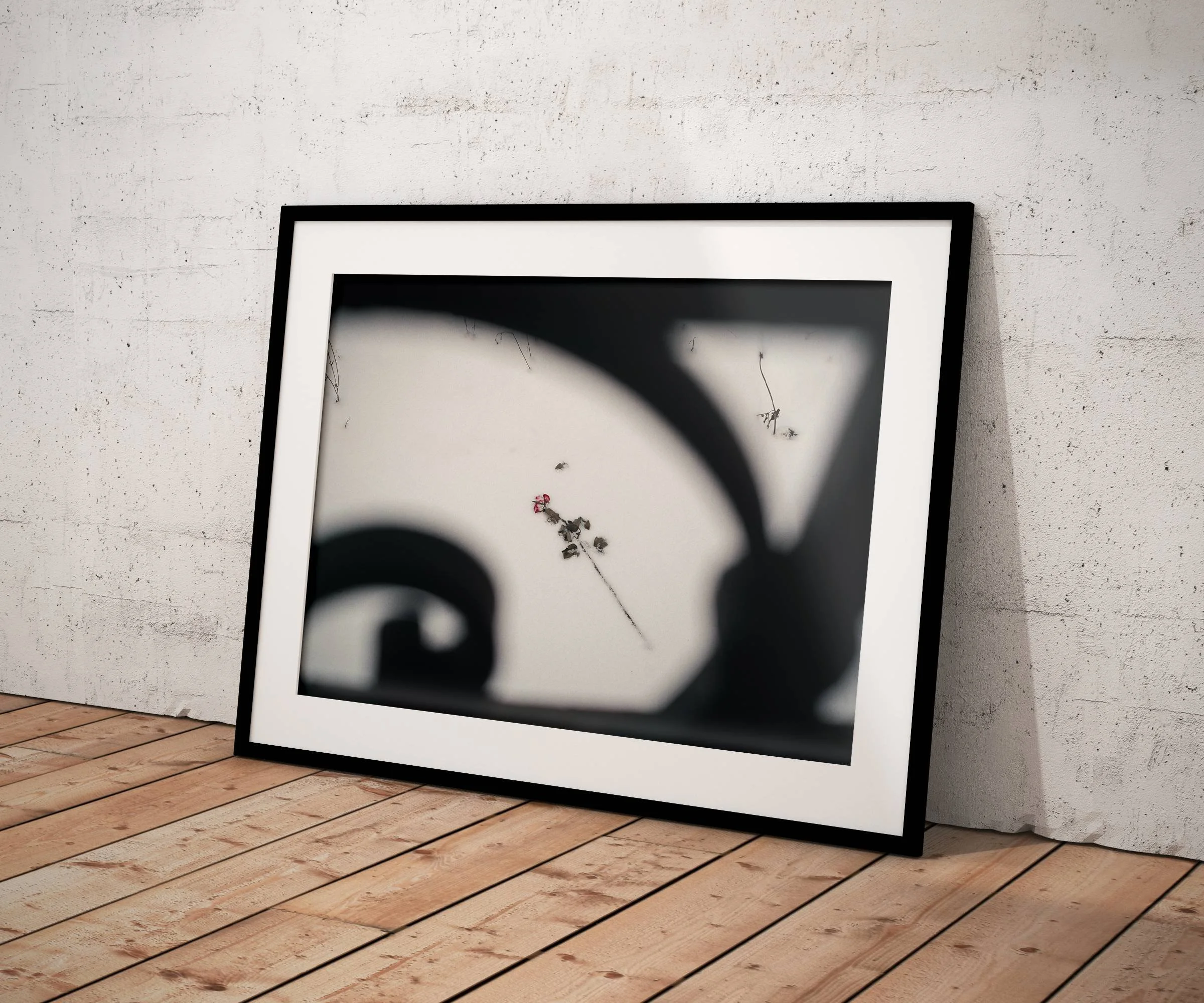 Rose glacée  -Belfort, France 2024