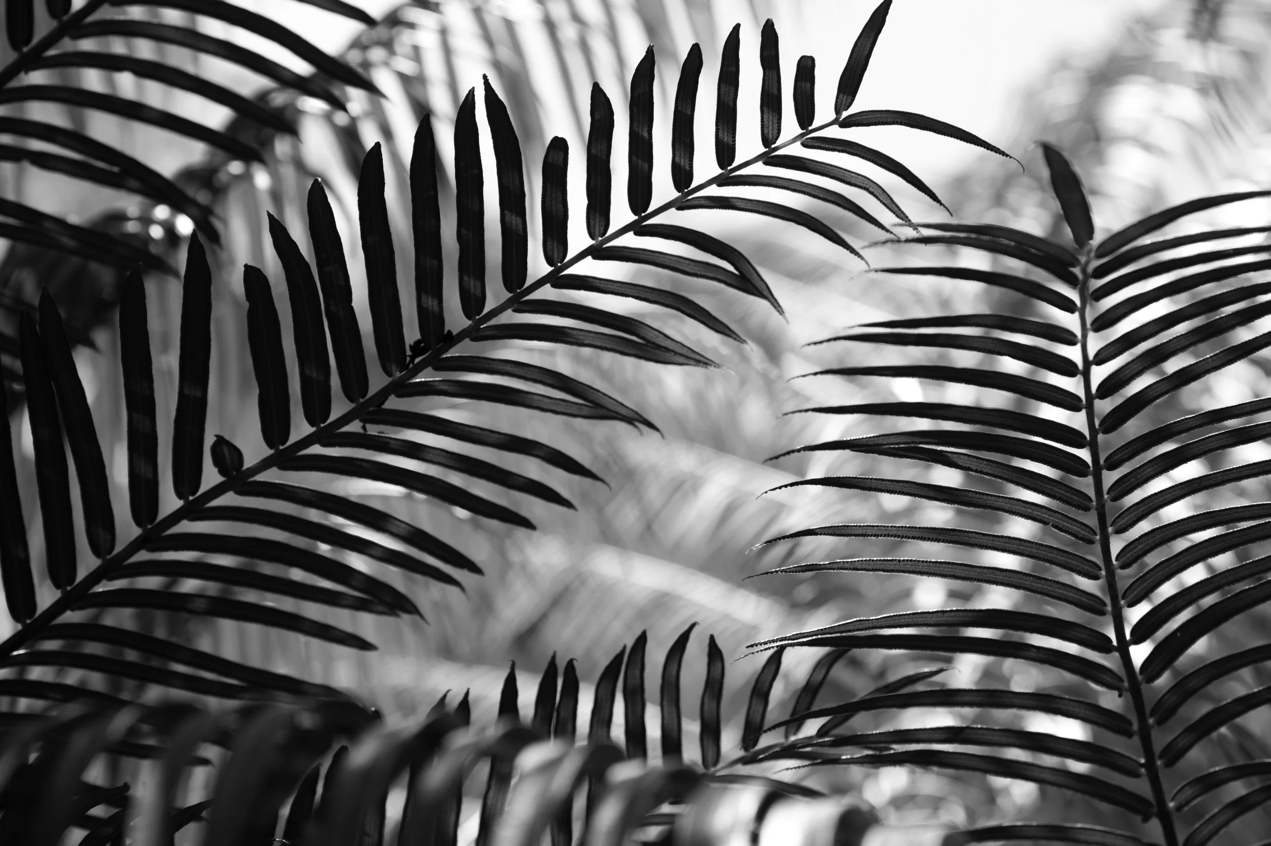 DOC_4773 inhotim leaves#9.jpg