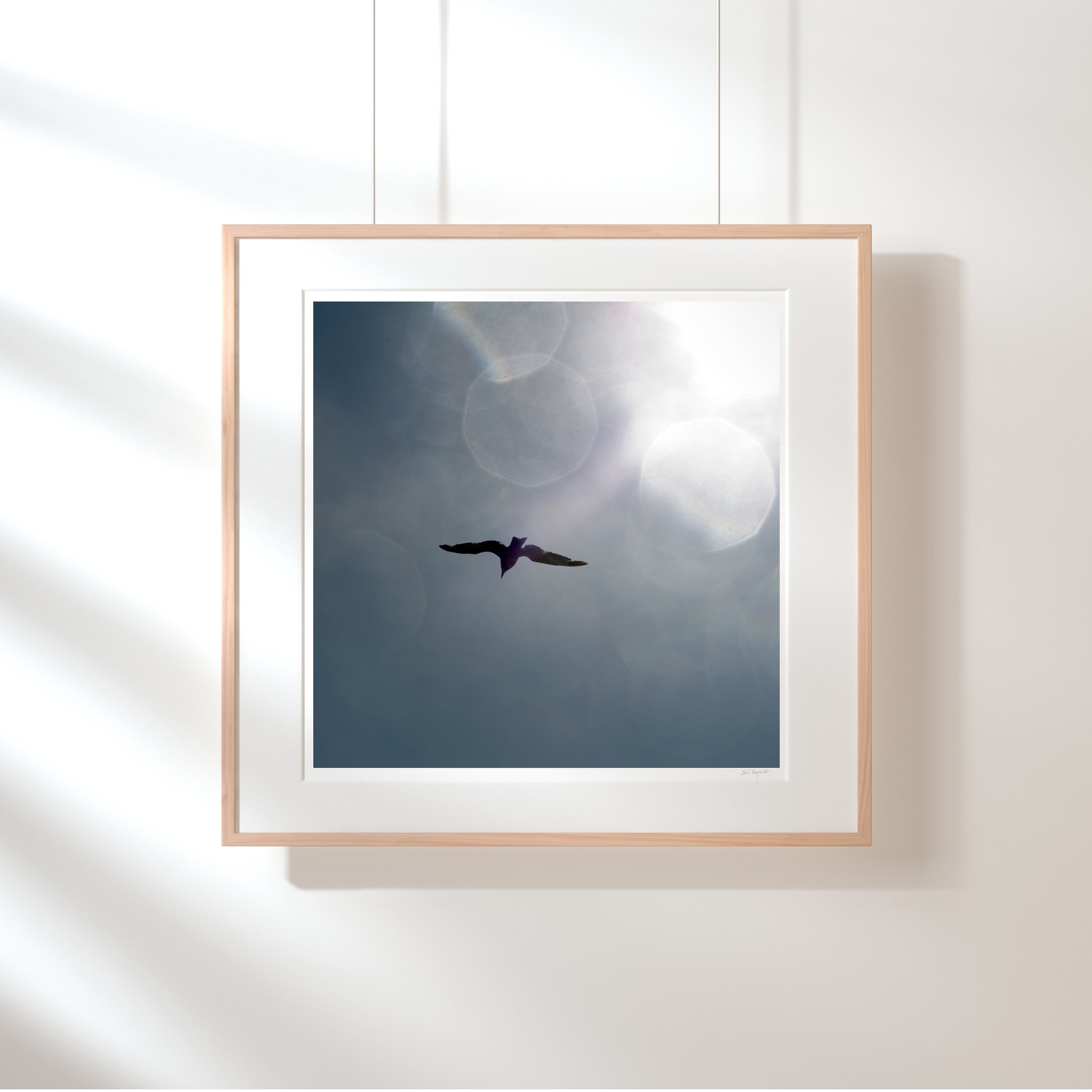 SF Flight on Square.jpg