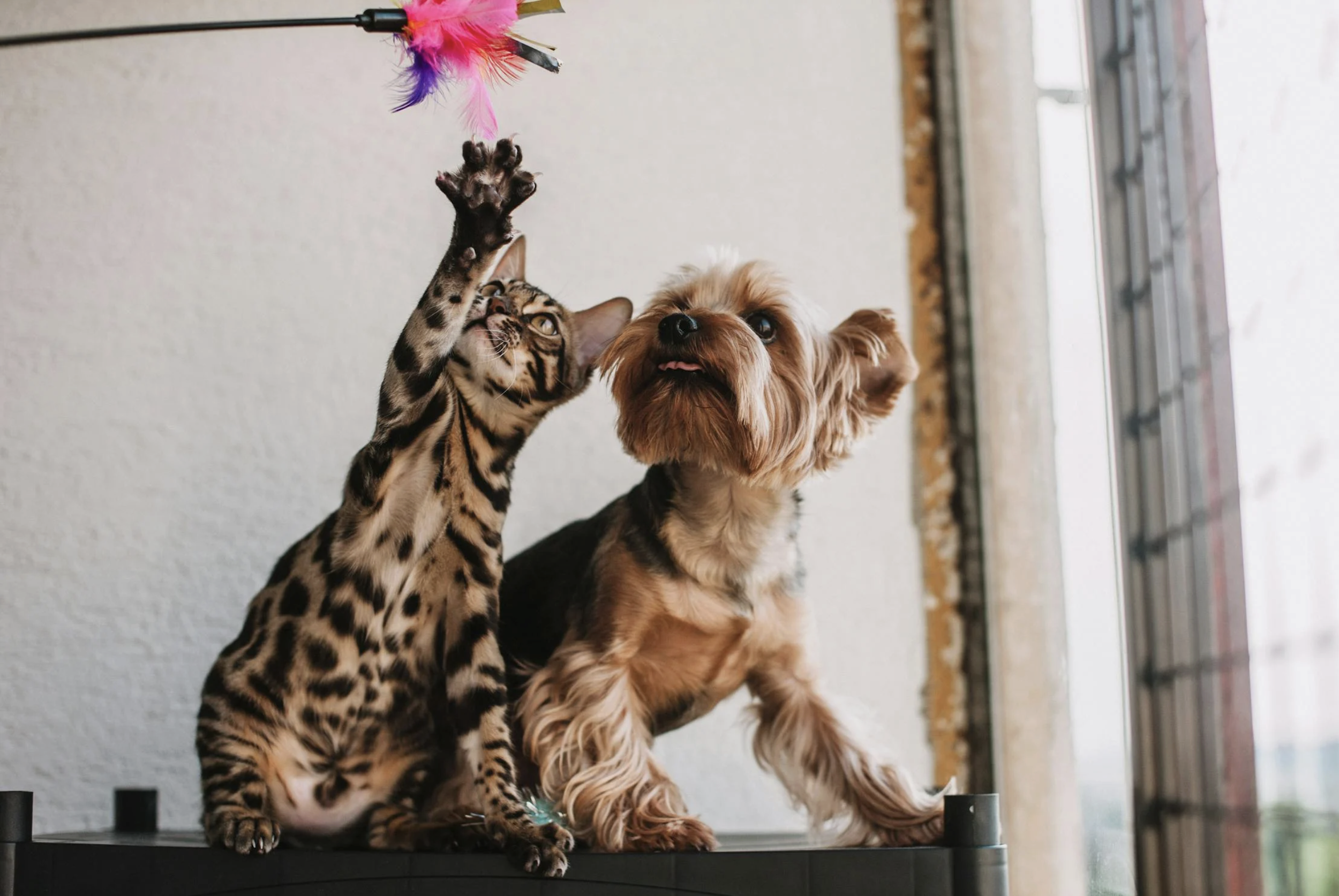 The Healing Power of Emotional Support Animals