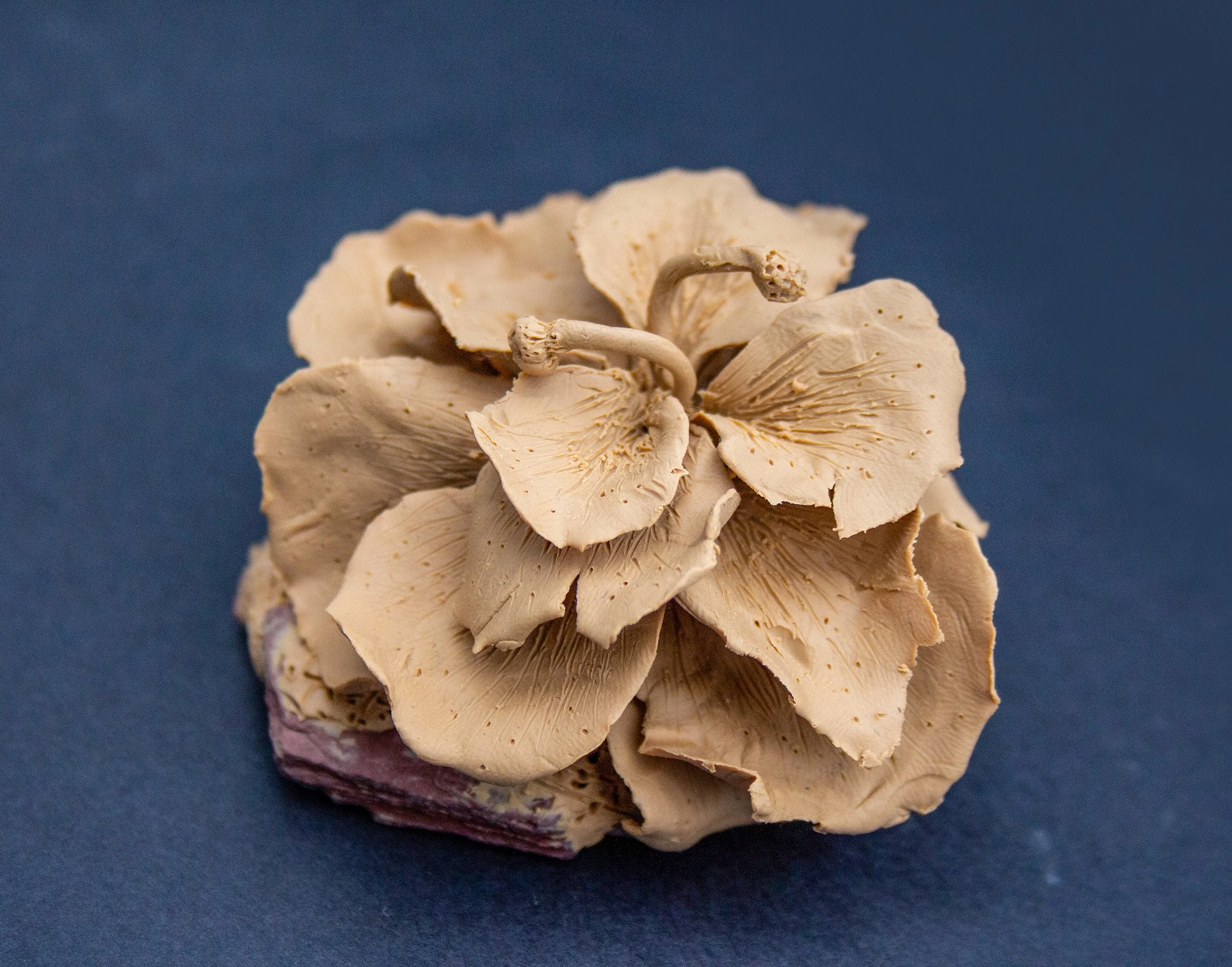 Close-up of a cluster of beige, dried, gilled mushrooms against a blue background.