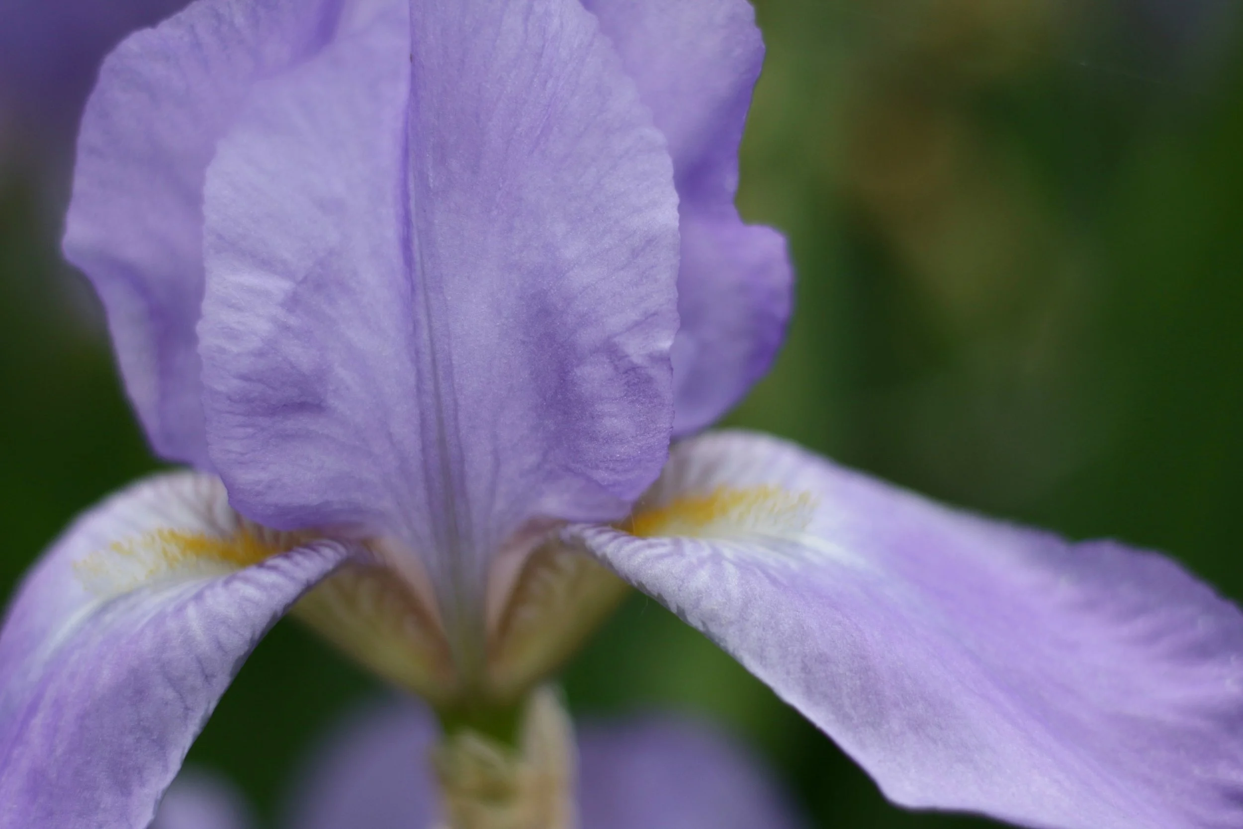 Iris Pallida - An Overview