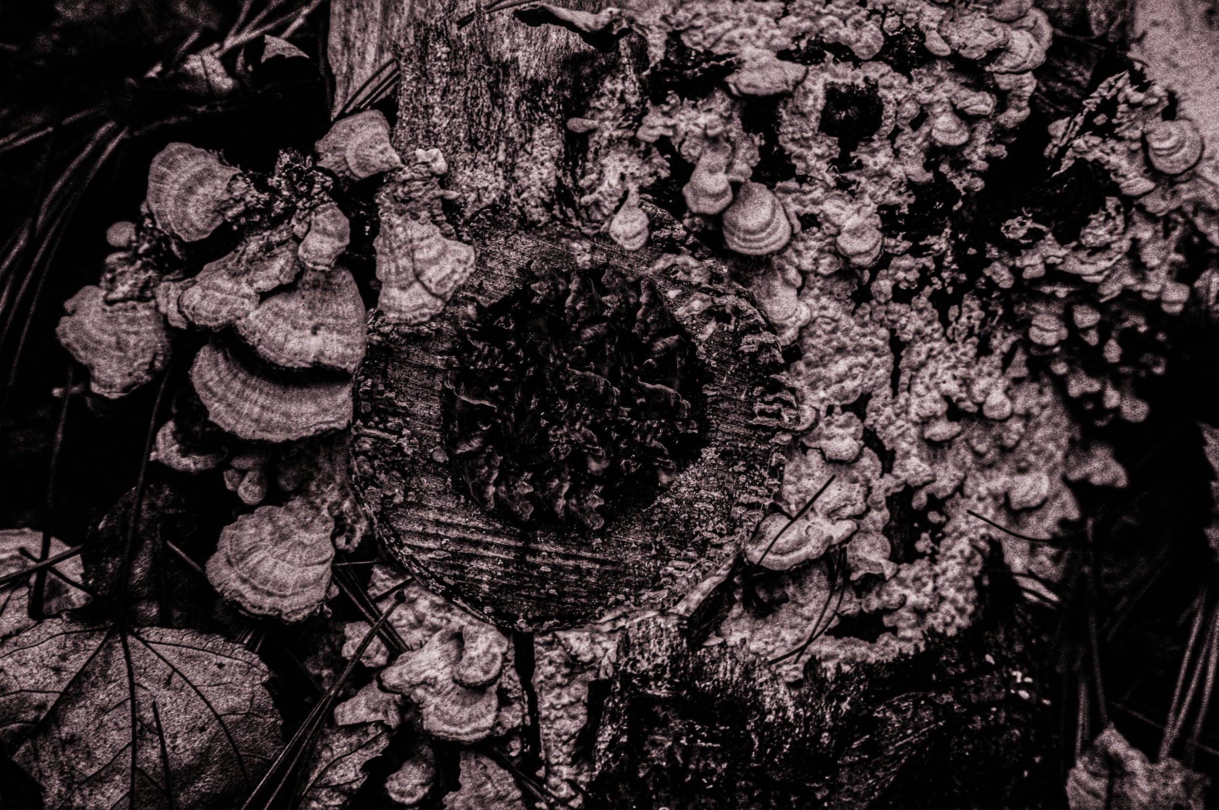 Death of a Log