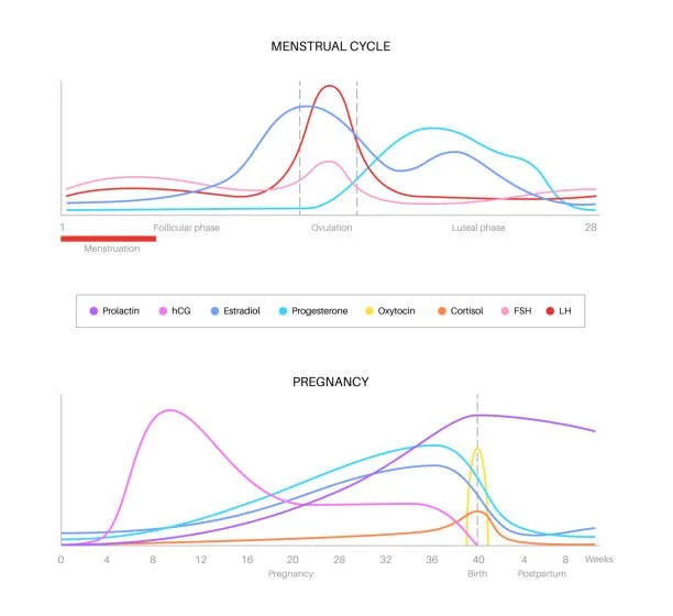 The luteal phase explained (and why week 3 feels like that)