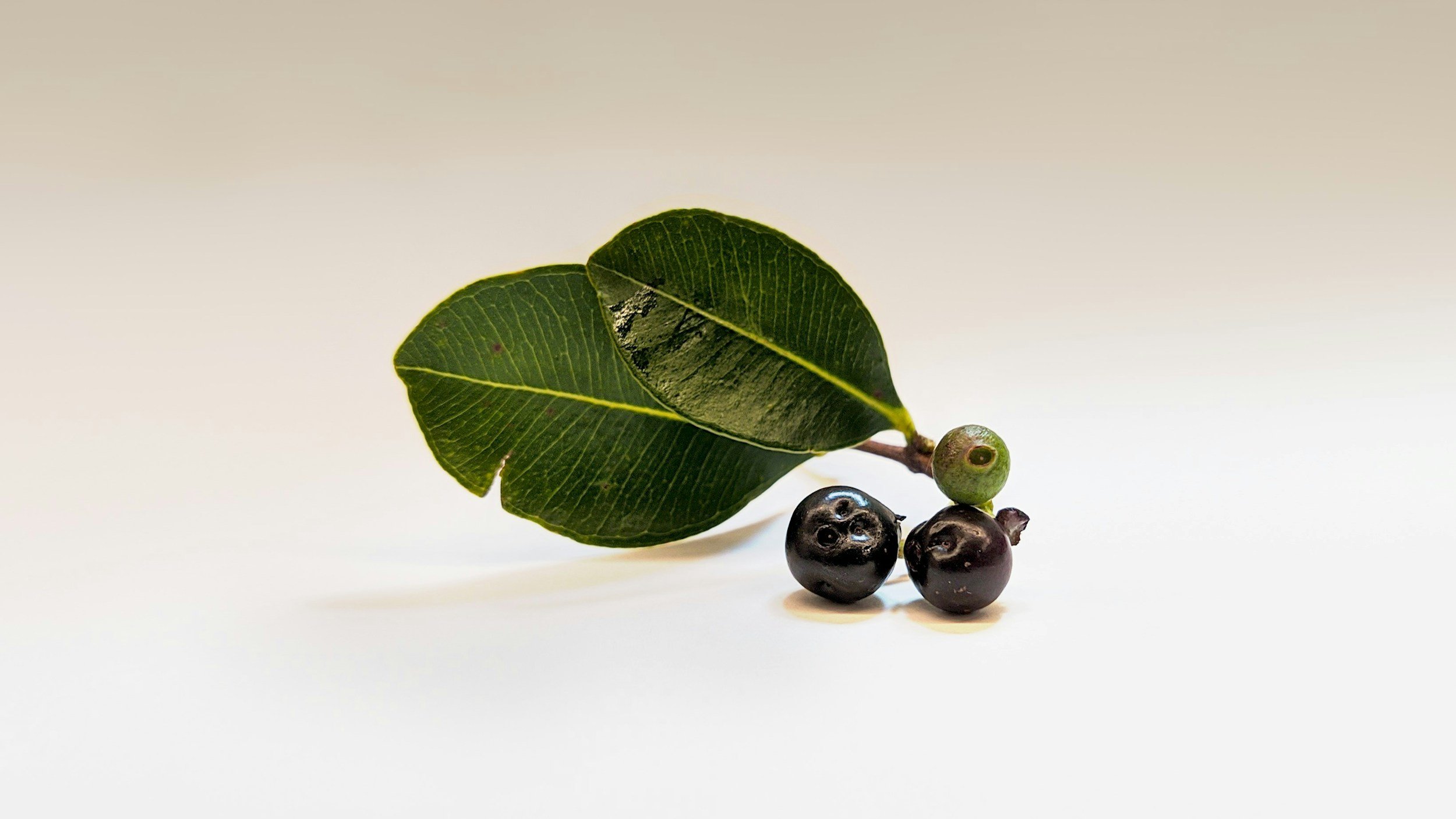 Chaste tree berry (vitex): what it does and who it's for