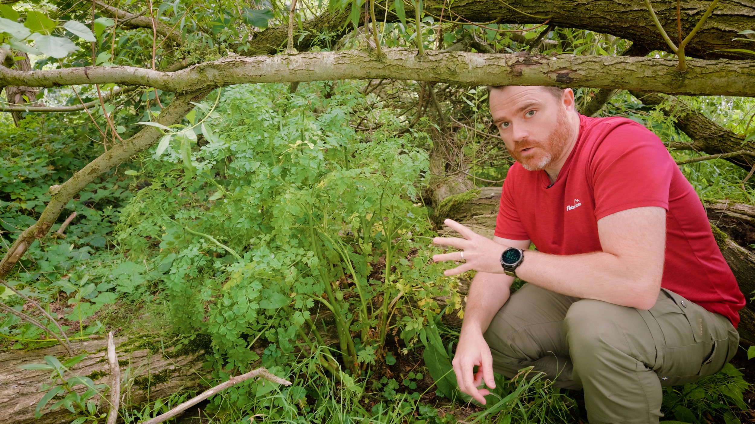 The Most Dangerous Plants in ireland