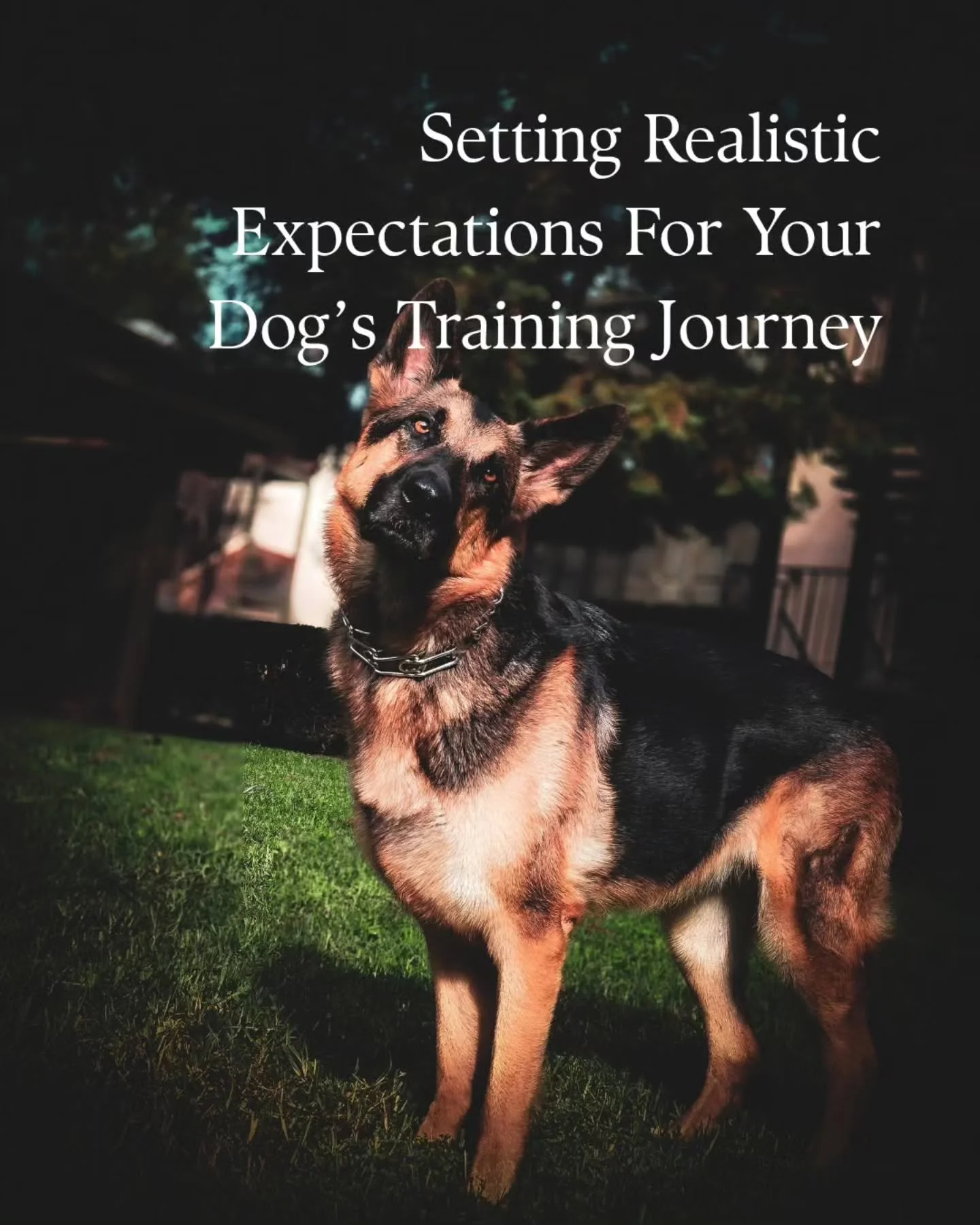 There's no rush in dog training. It takes time, patience, and consistency. And we, as dog owners and dog trainers, are constantly learning along with our dogs. Enjoy the process, walk the paths, learn the lessons. The journey is the exciting part, an