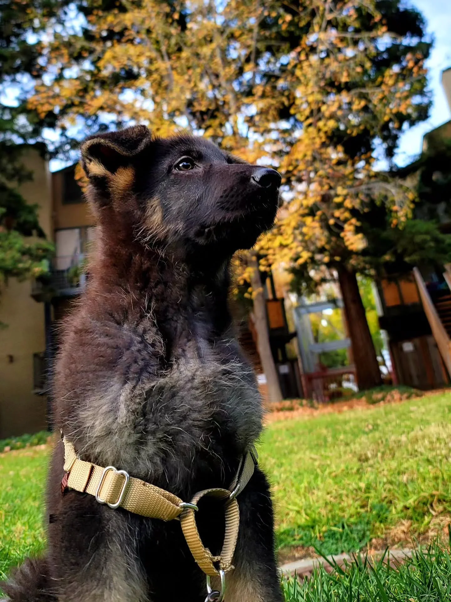 Celebrating 5 amazing years with my best friend, my teacher, my Nova 🫶
.
It feels like I’ve had her a lifetime with all the ups and downs we’ve faced together and within ourselves. Having Nova by my side has been both the hardest and mos