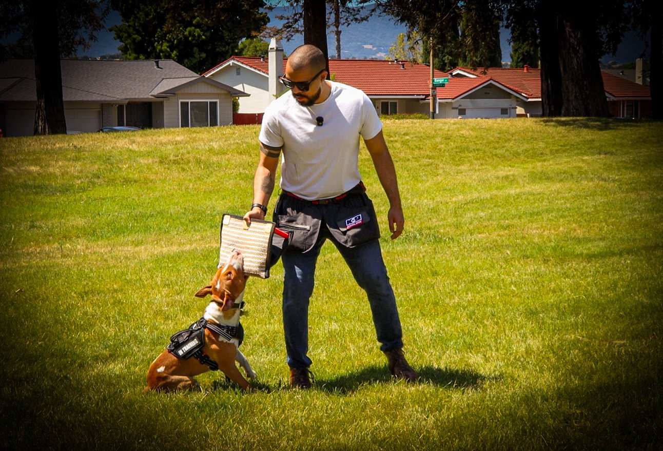 A man training a dog outdoors on a grassy field, with houses and trees in the background.