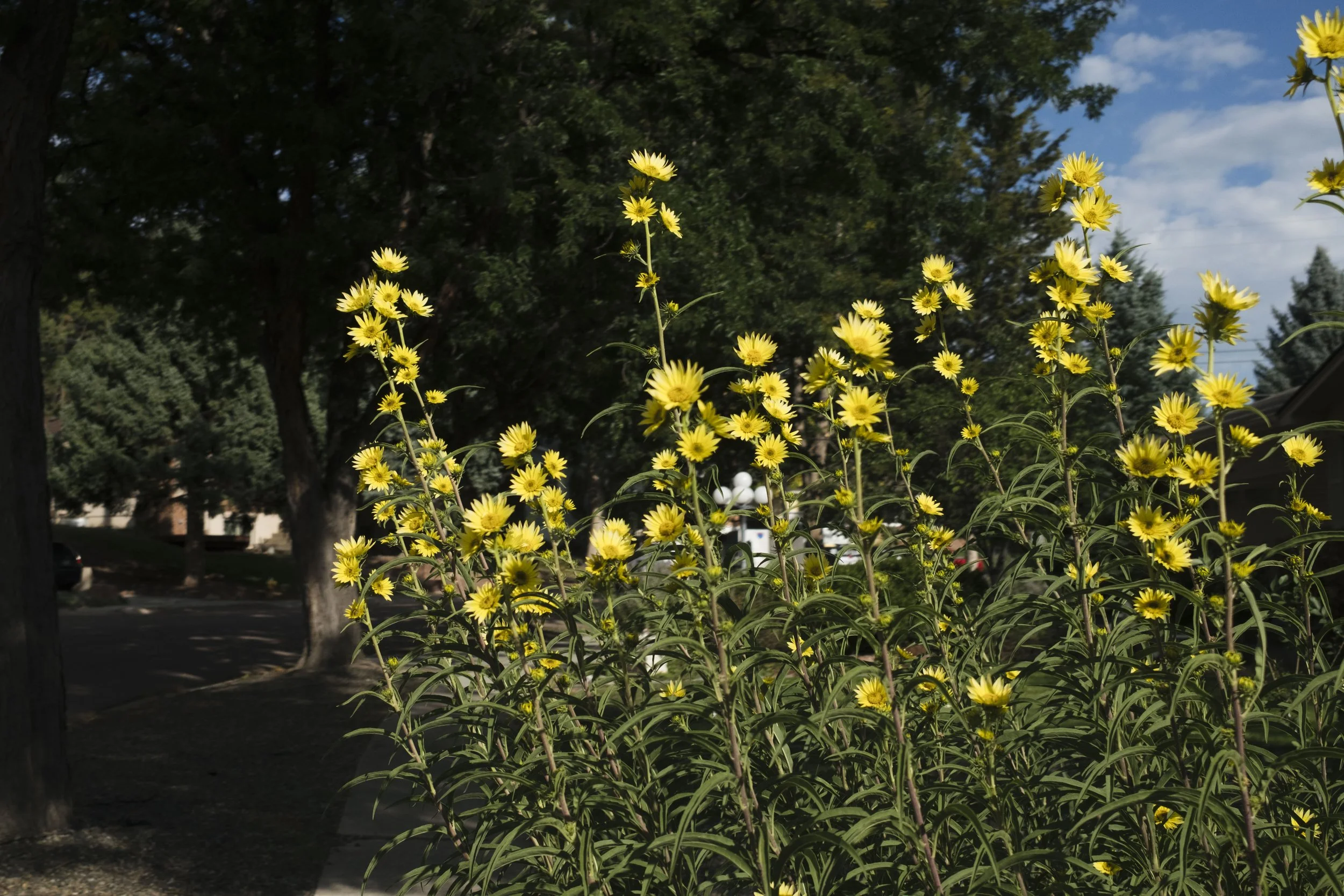 DSCF1054.JPG