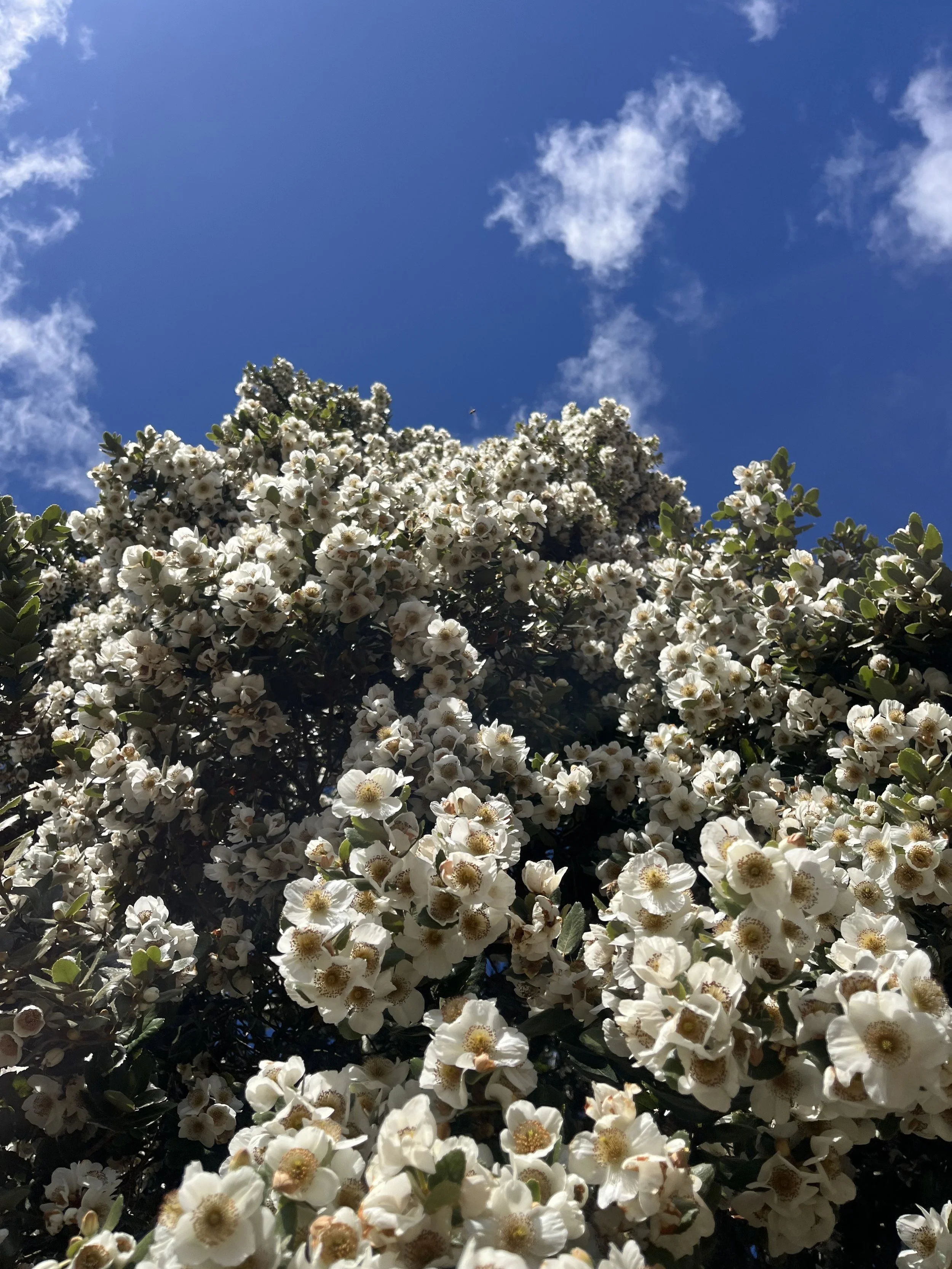 IMG_8459.jpeg
