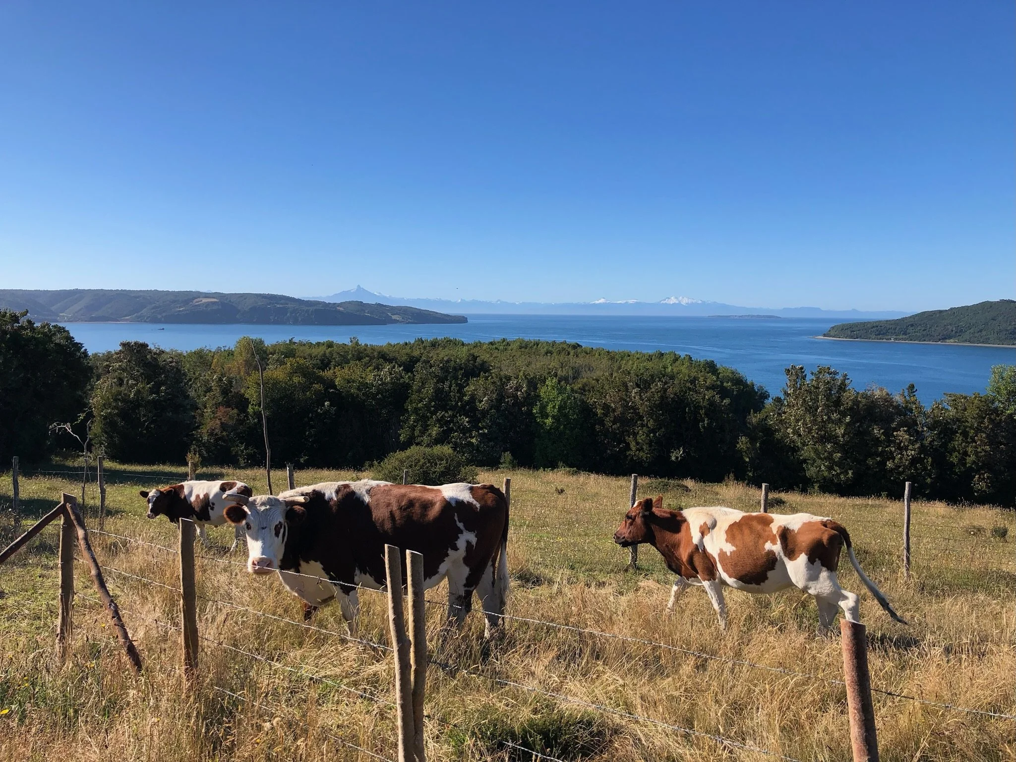 Cows grazing in a fenced field with trees, overlooking a large body of water and distant mountains under a clear blue sky.