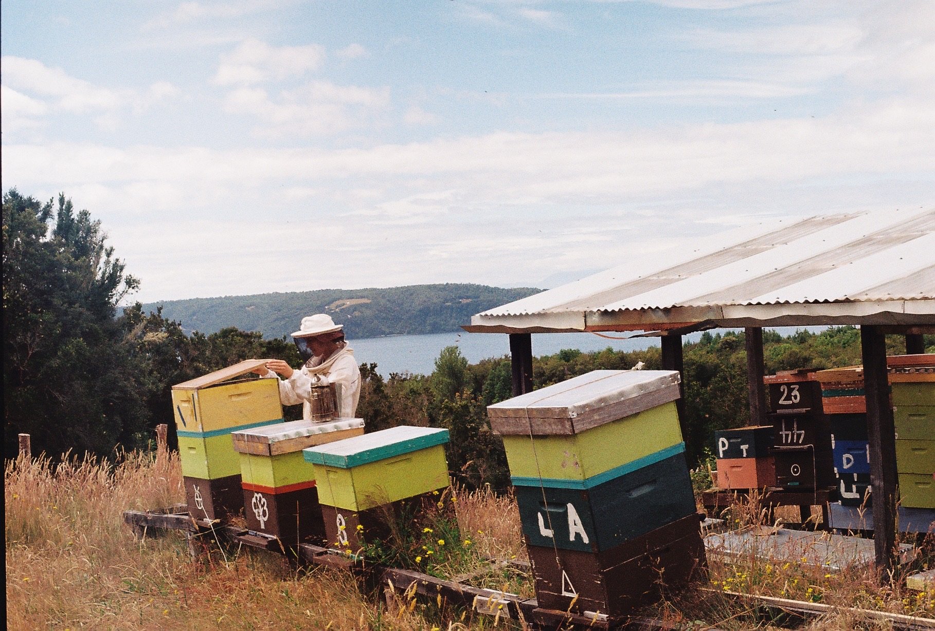 A beekeeper in white protective suit and hat with veil tending to colorful beehives near a body of water and hilly landscape in the background.