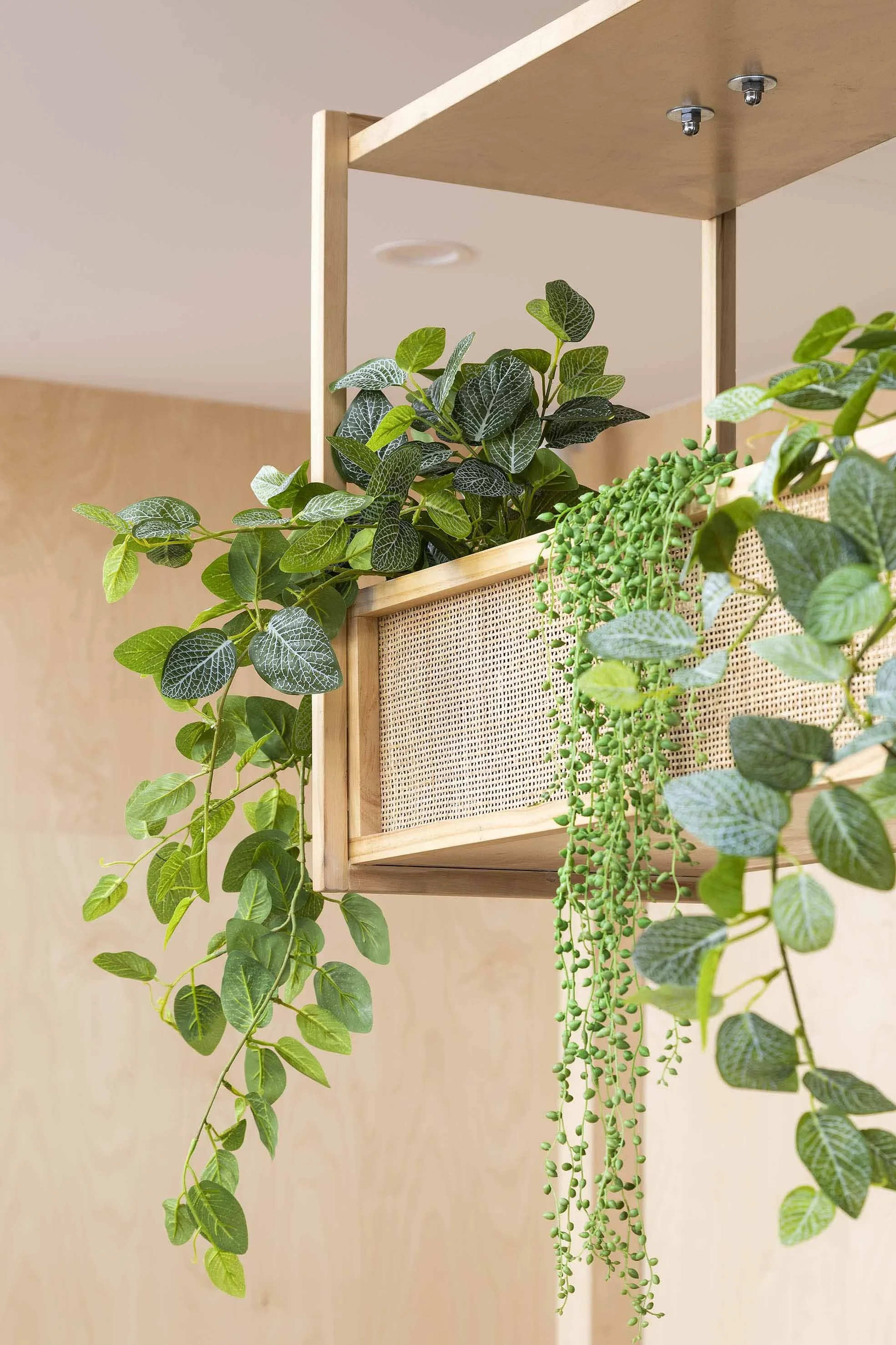 Wooden wall-mounted shelf with green leafy plants cascading down in an interior setting.