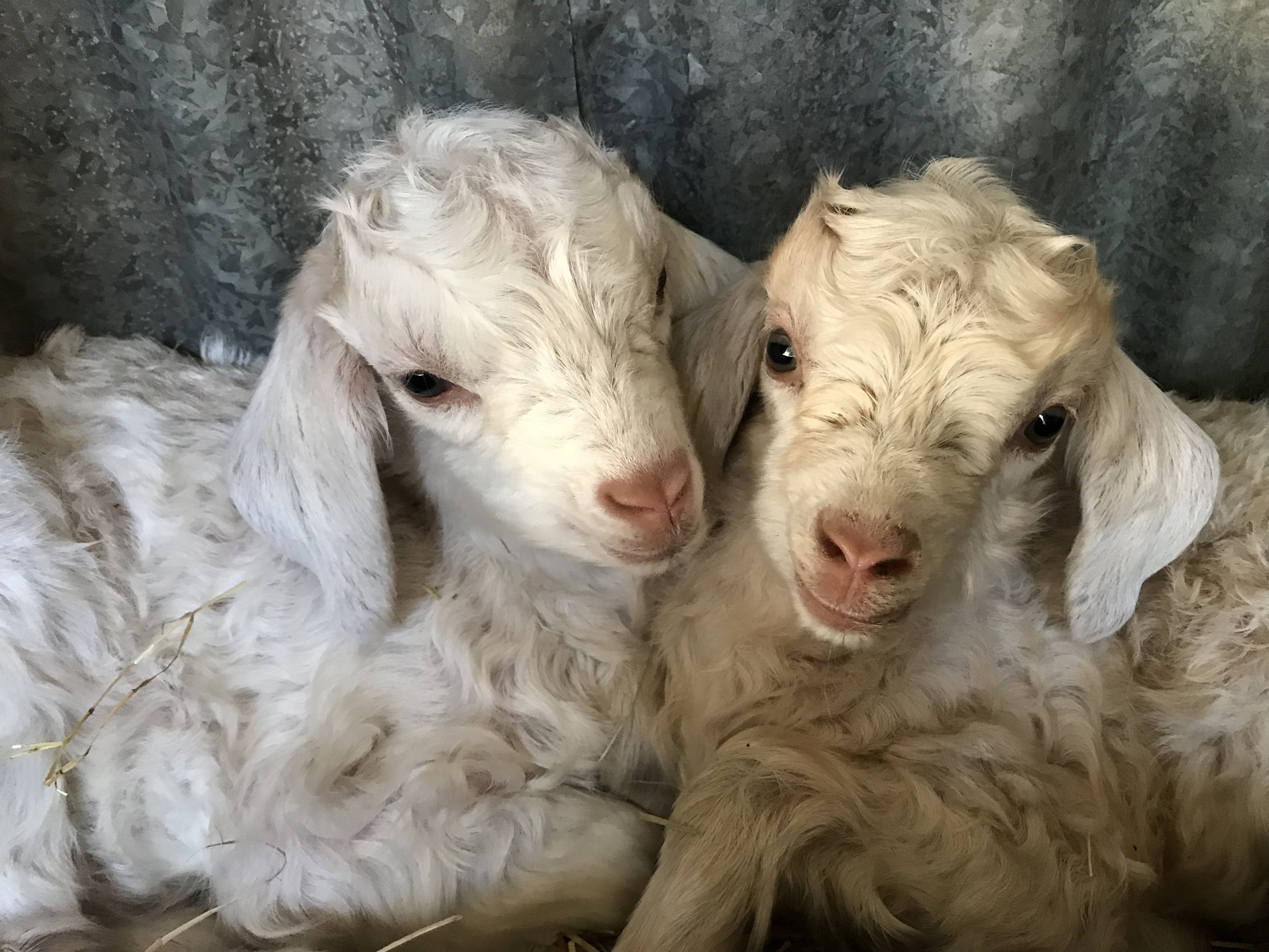 goats.jpeg