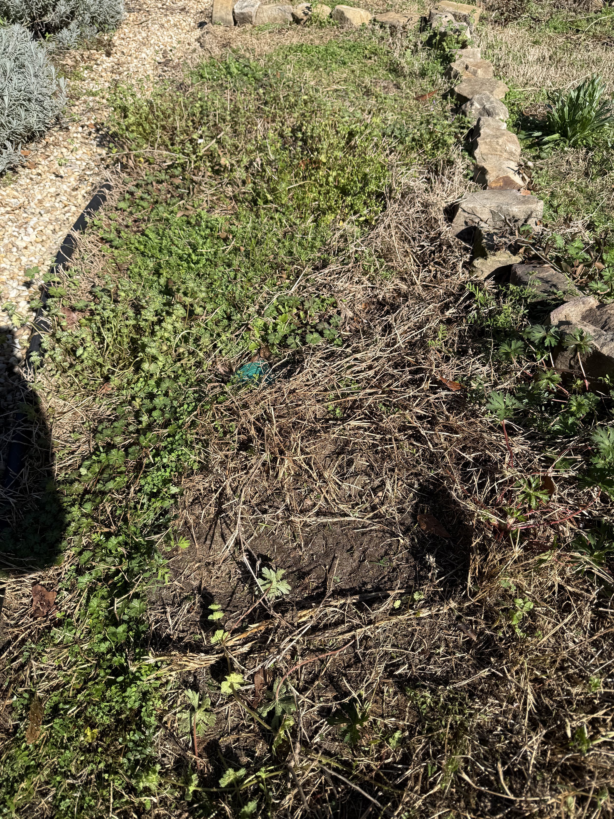 New bed before weeds are cut back