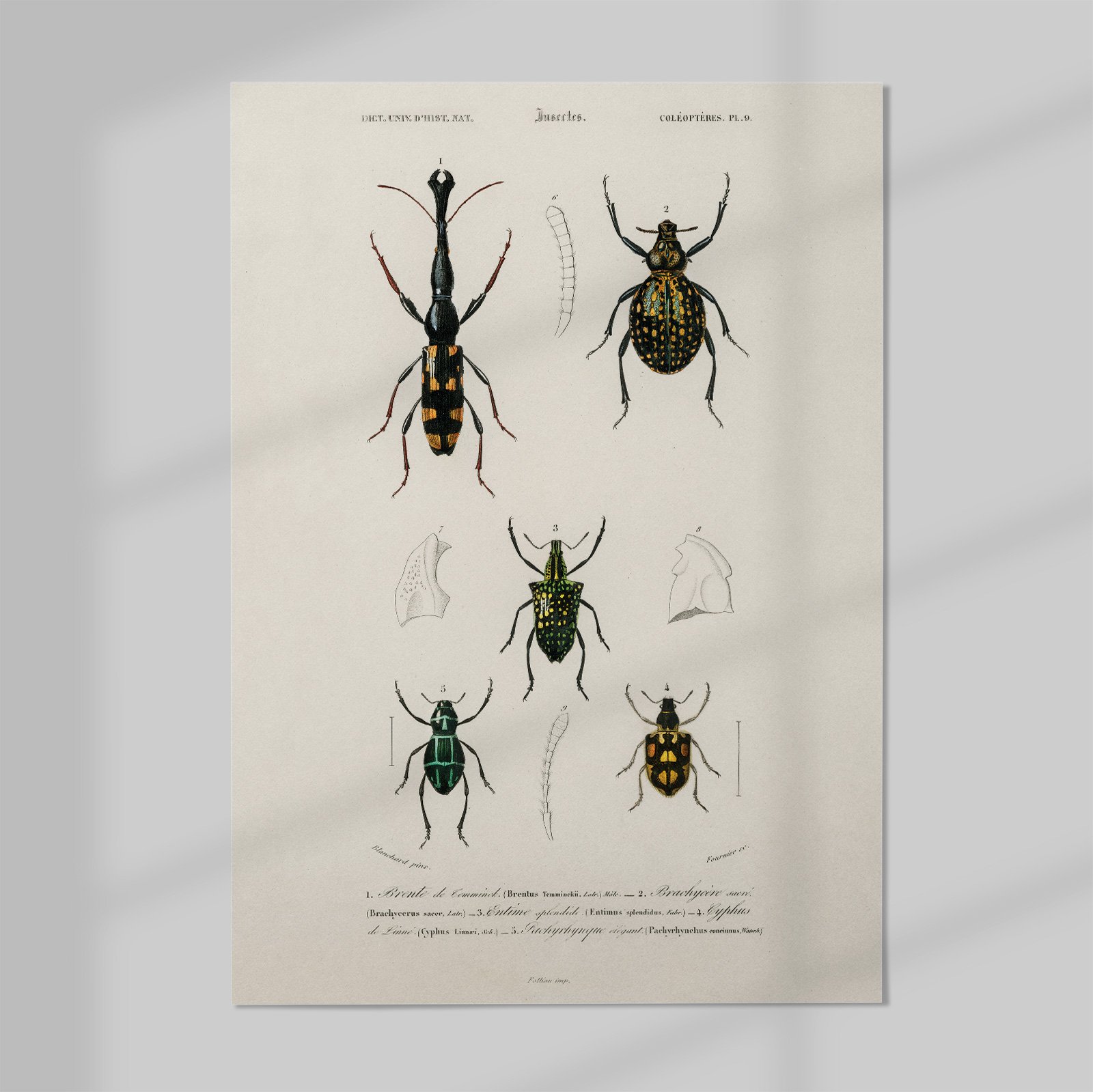 WEB_01_Different-types-of-insects-illustrated-by-Charles-Dessalines-D'-Orbigny-(1806-1876)-1892-edition-of-Dictionnaire-Universel-D'histoire-Naturelle.jpg
