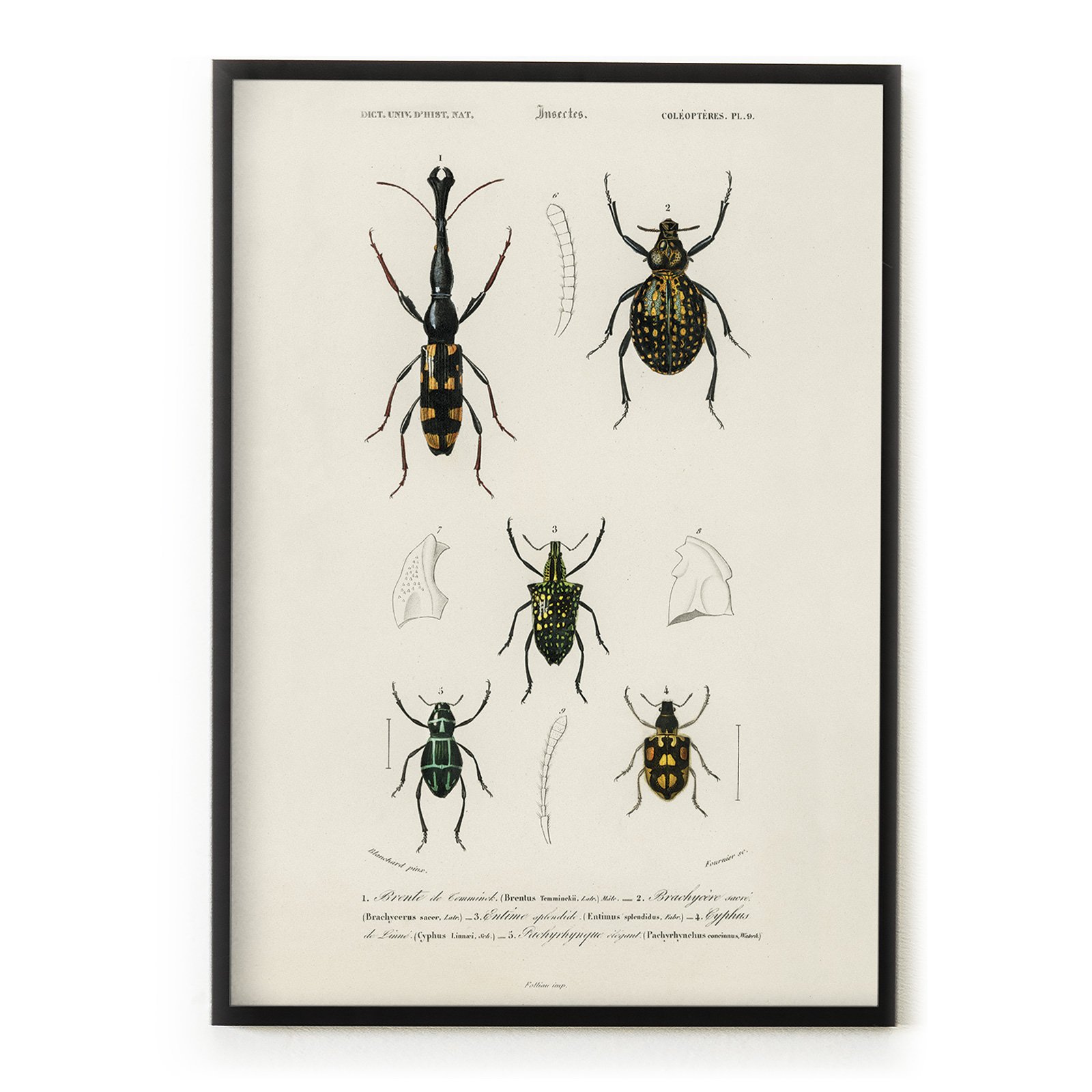 WEB_00_Different-types-of-insects-illustrated-by-Charles-Dessalines-D'-Orbigny-(1806-1876)-1892-edition-of-Dictionnaire-Universel-D'histoire-Naturelle.jpg
