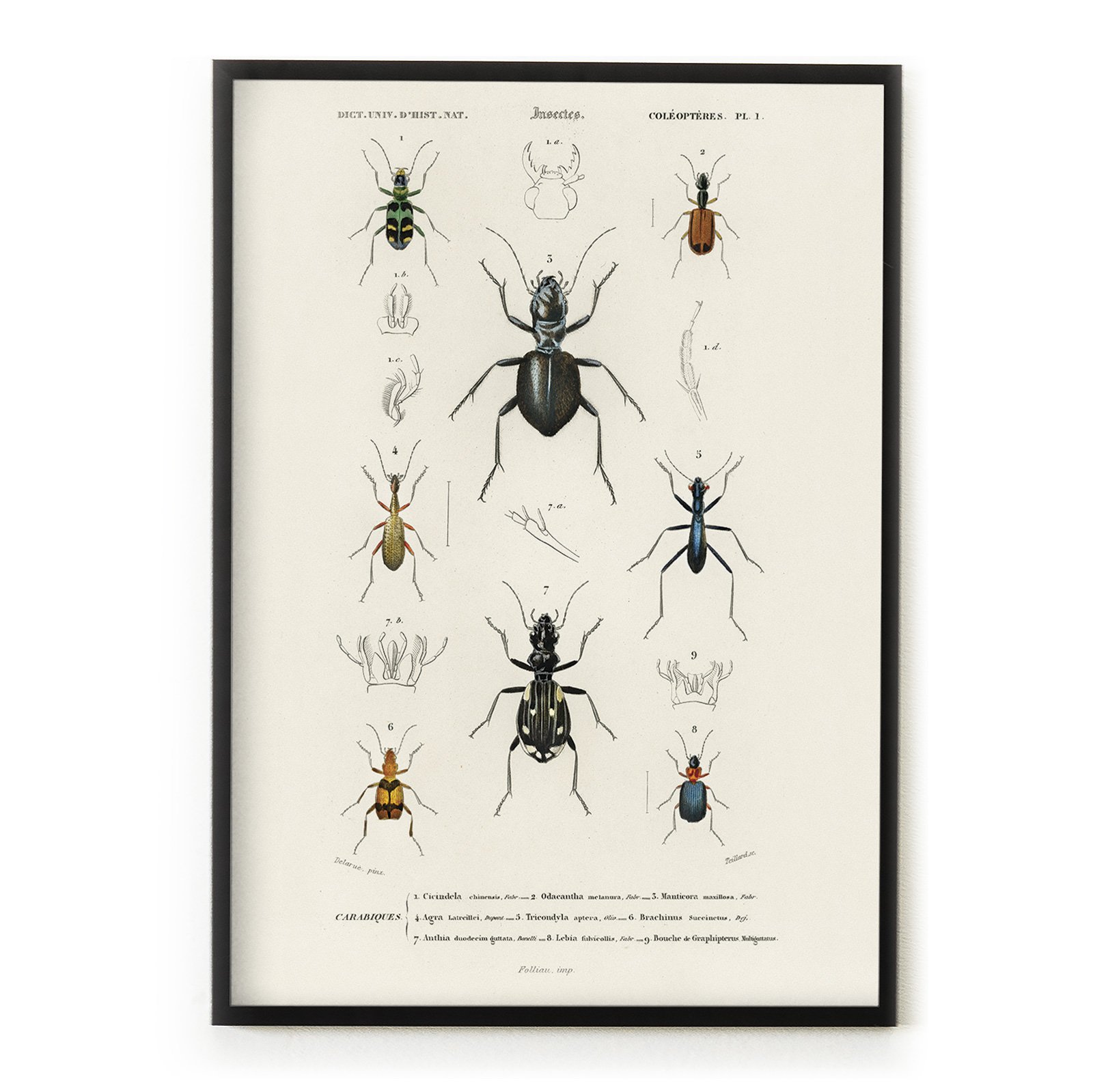 WEB_00_Different-types-of-beetles-illustrated-by-Charles-Dessalines-D'-Orbigny-(1806-1876)-1892-edition-of-Dictionnaire-Universel-D'histoire-Naturelle.jpg