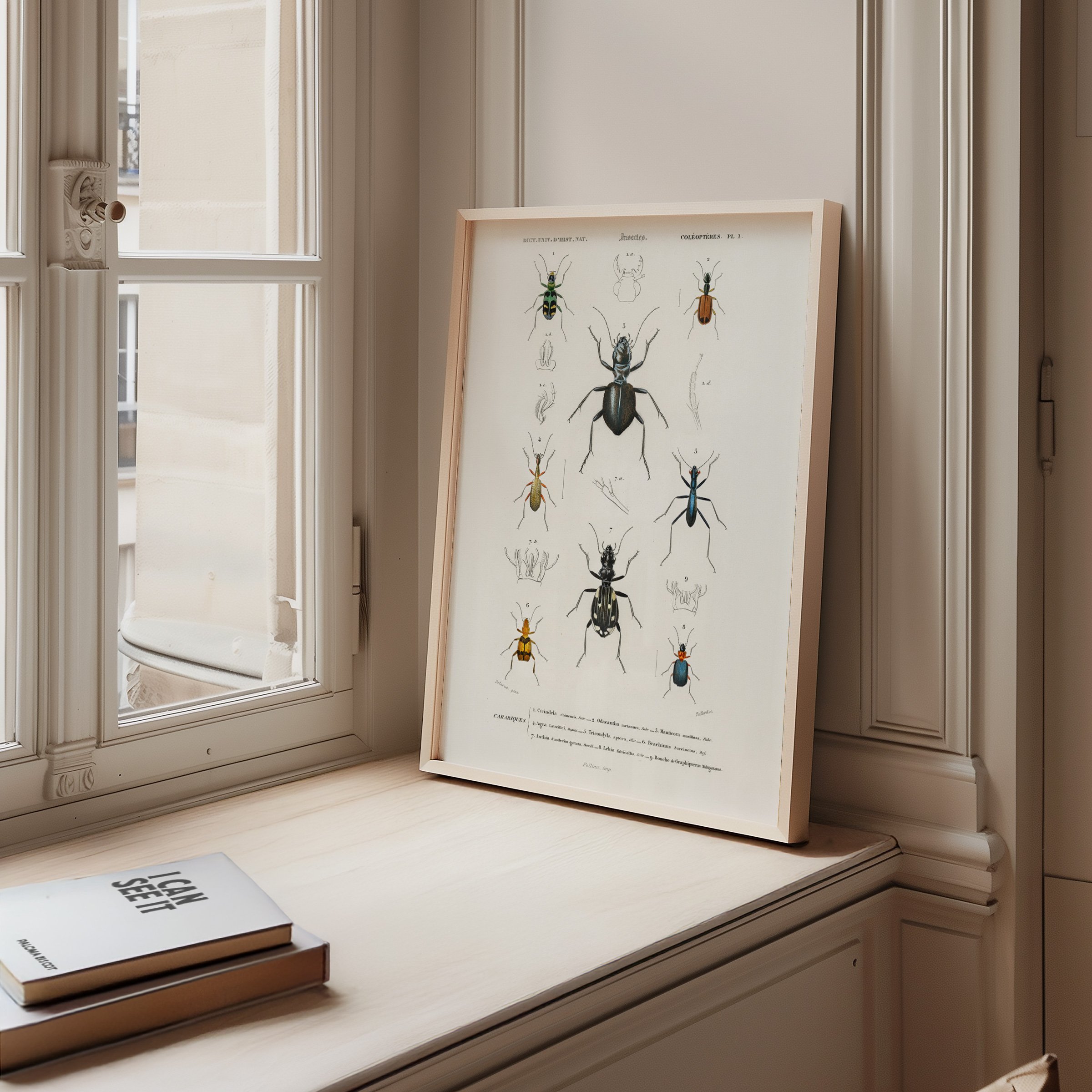 WEB_04_Different-types-of-beetles-illustrated-by-Charles-Dessalines-D'-Orbigny-(1806-1876)-1892-edition-of-Dictionnaire-Universel-D'histoire-Naturelle.jpg