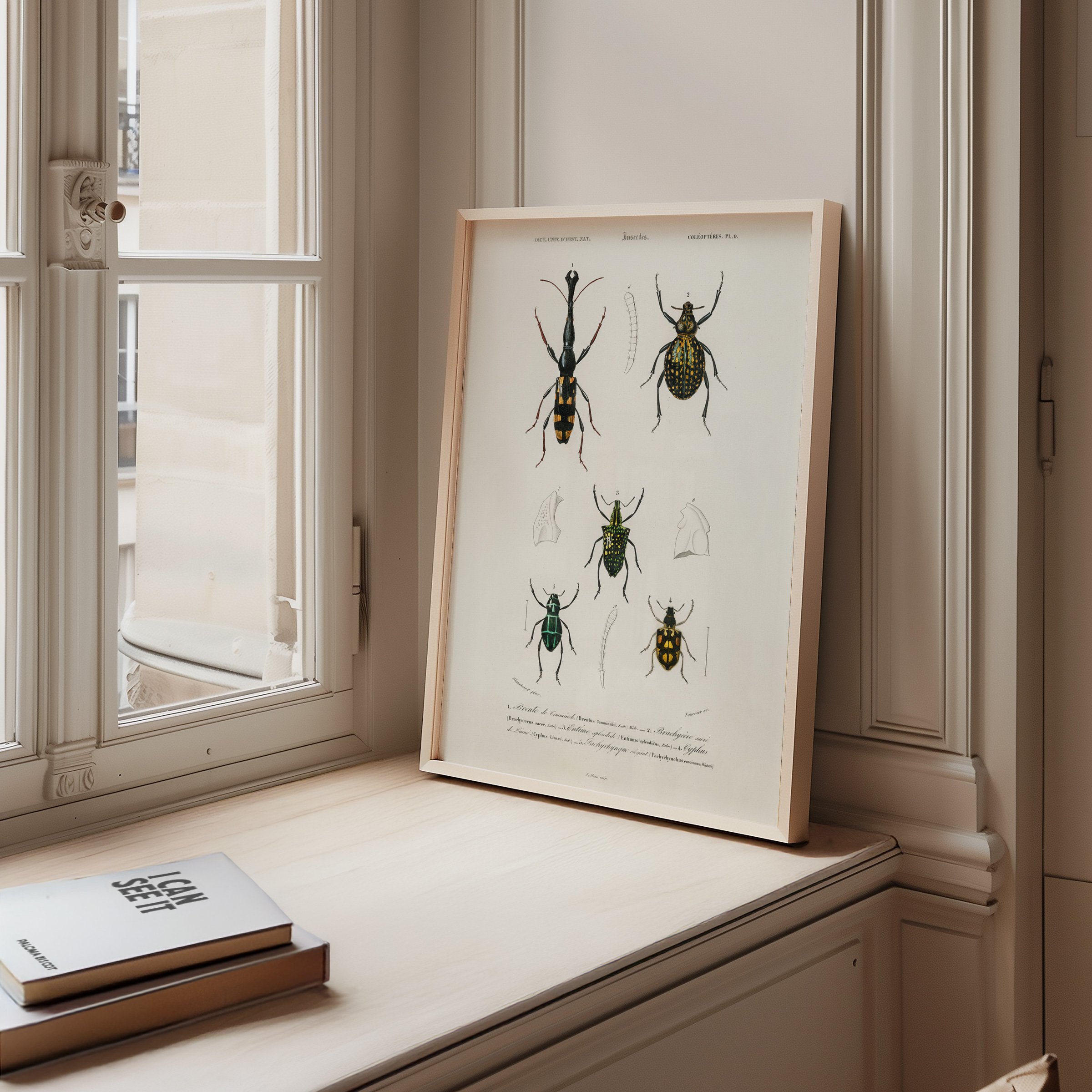 WEB_05_Different-types-of-insects-illustrated-by-Charles-Dessalines-D'-Orbigny-(1806-1876)-1892-edition-of-Dictionnaire-Universel-D'histoire-Naturelle.jpg