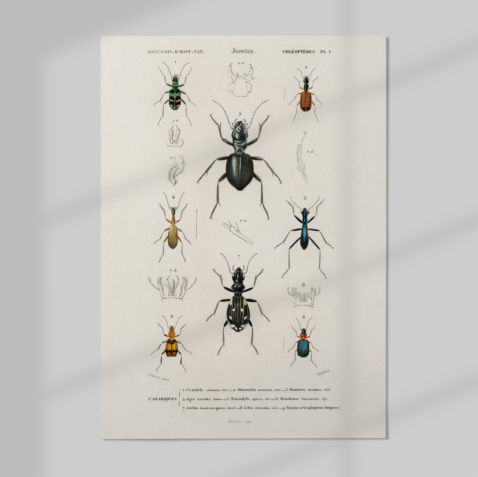 WEB_01_Different-types-of-beetles-illustrated-by-Charles-Dessalines-D'-Orbigny-(1806-1876)-1892-edition-of-Dictionnaire-Universel-D'histoire-Naturelle.jpg