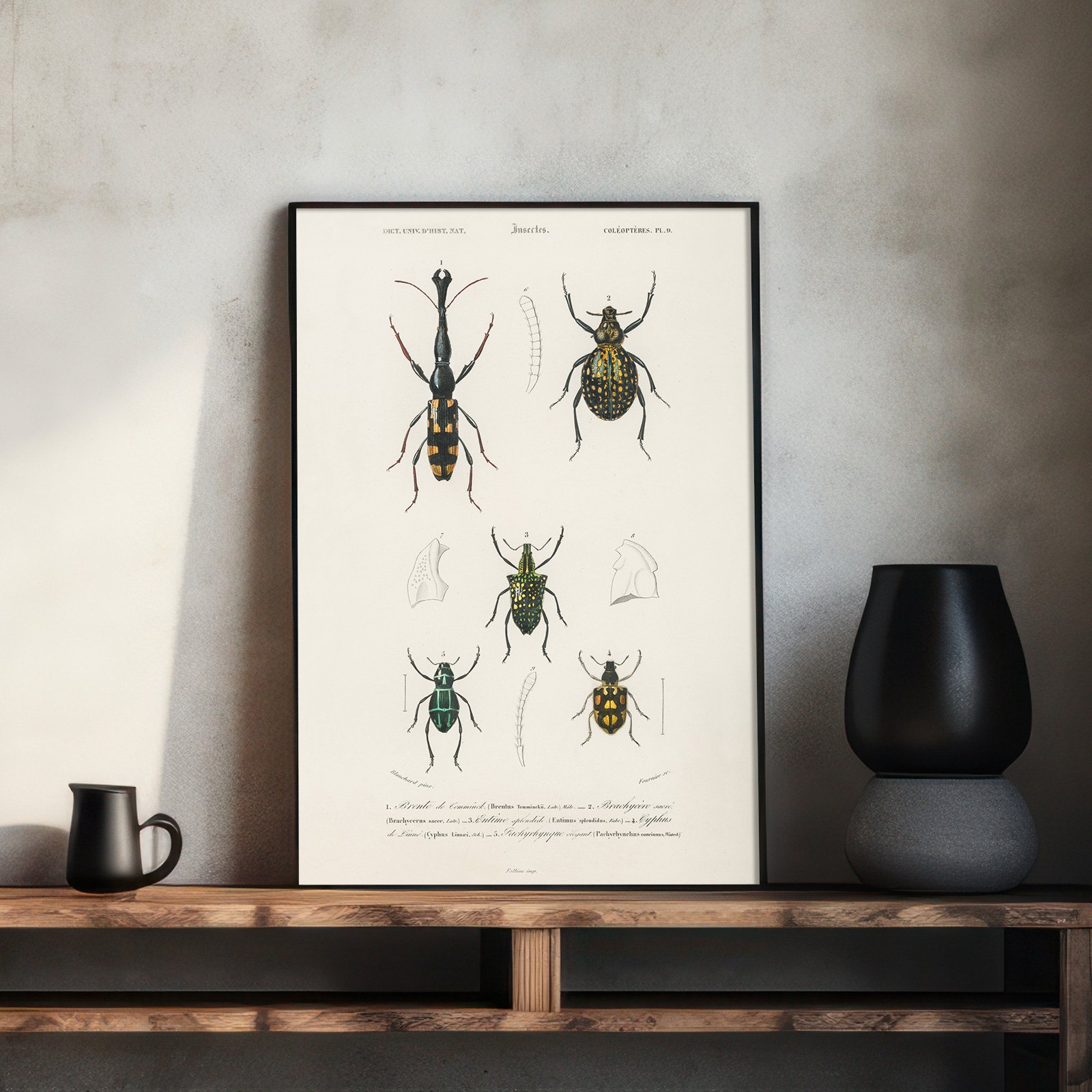 WEB_03_Different-types-of-insects-illustrated-by-Charles-Dessalines-D'-Orbigny-(1806-1876)-1892-edition-of-Dictionnaire-Universel-D'histoire-Naturelle.jpg