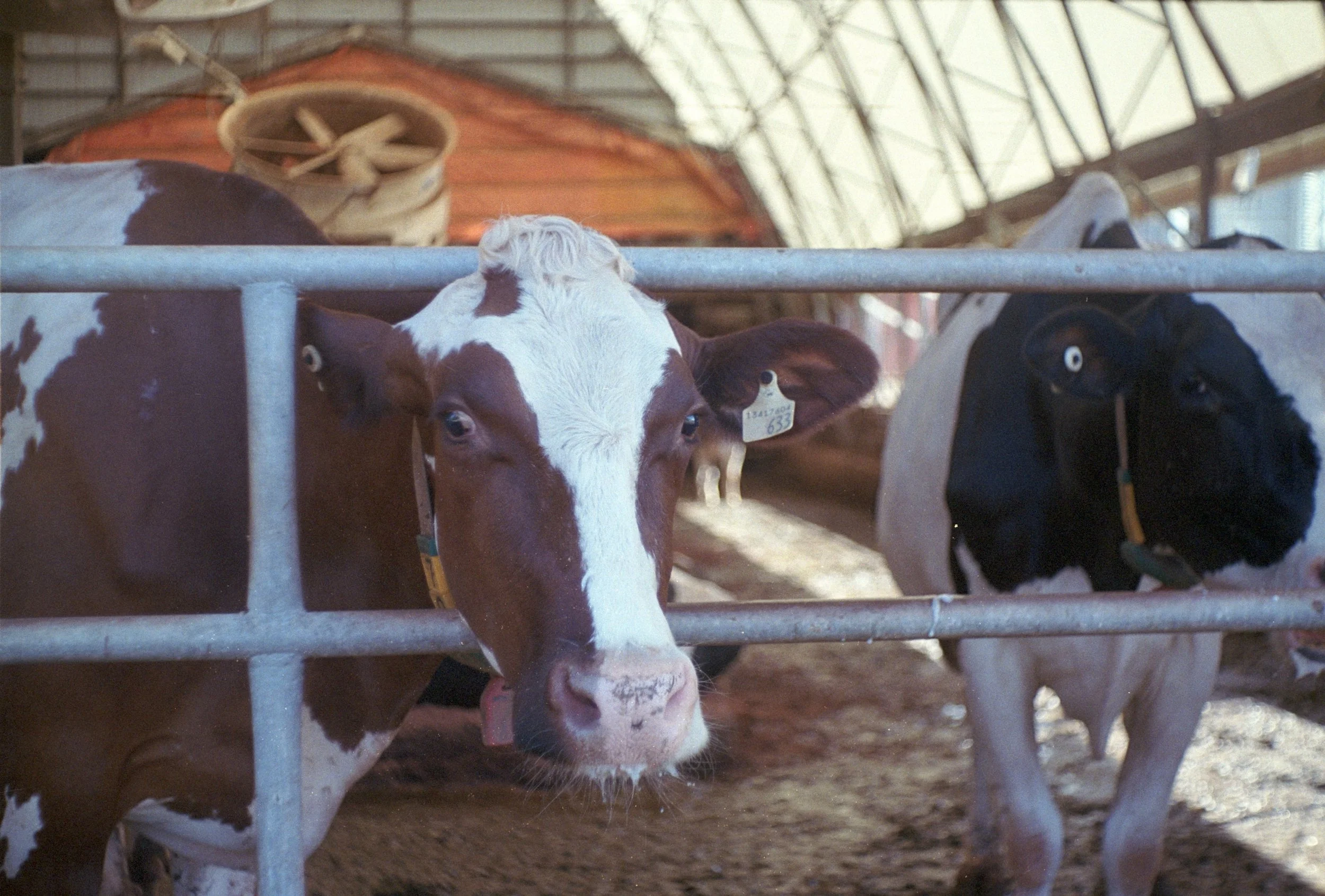 Kodak Portra 400 (25).jpg