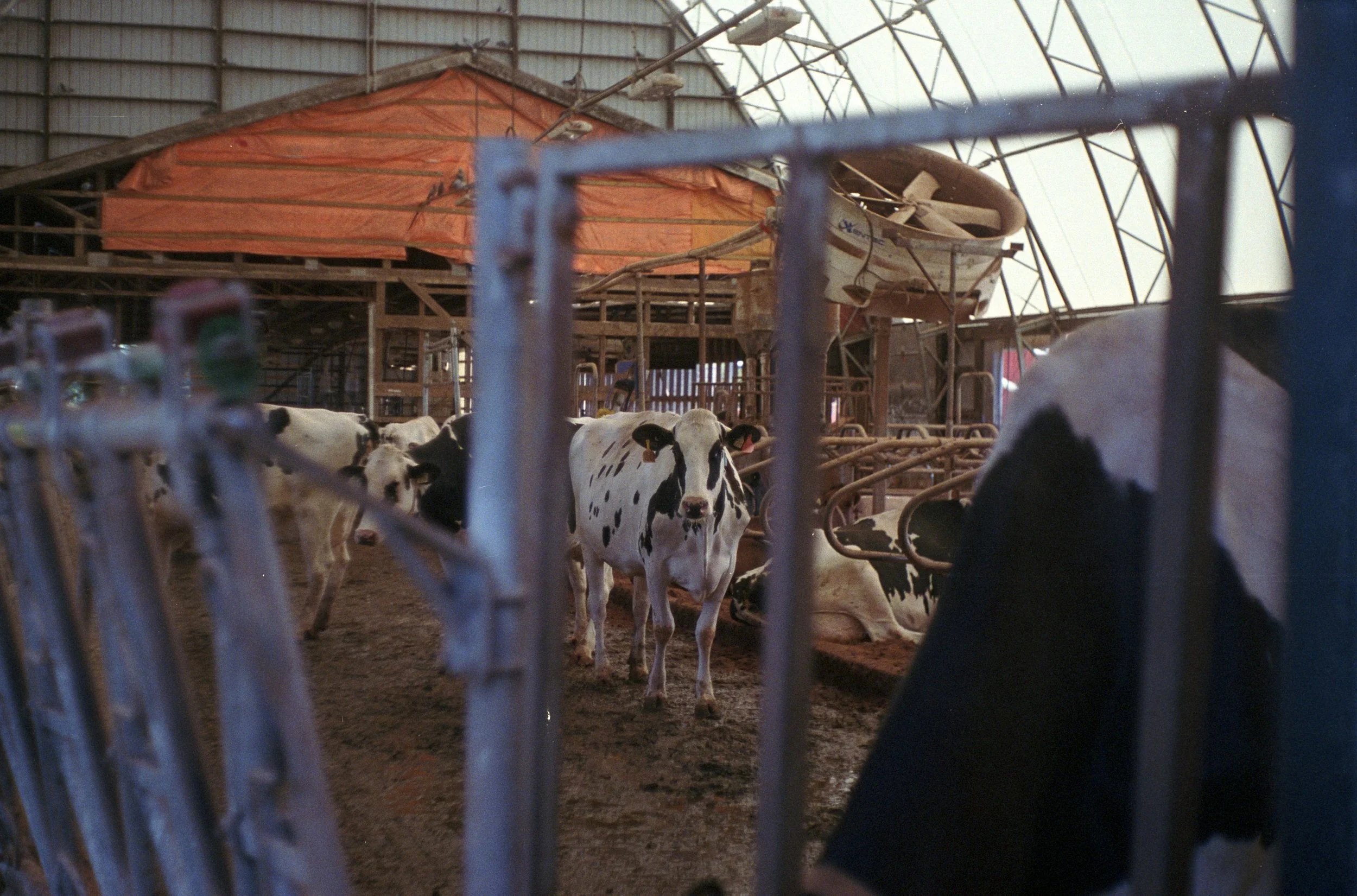 Kodak Portra 400 (27).jpg