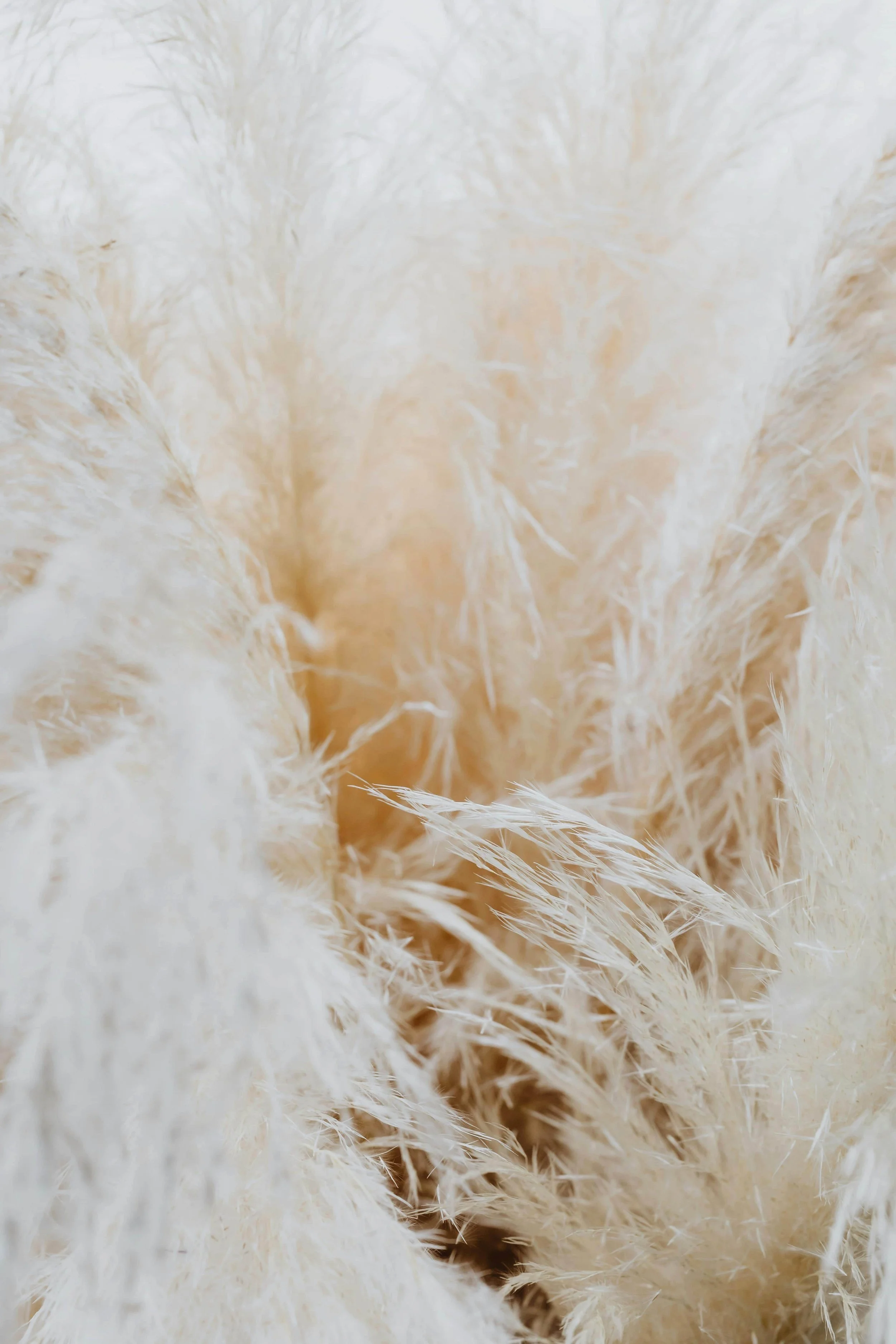 Close-up of soft, white feathers with delicate texture.