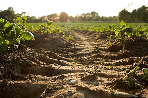 Close-up of a plowed field with young plants growing under sunlight