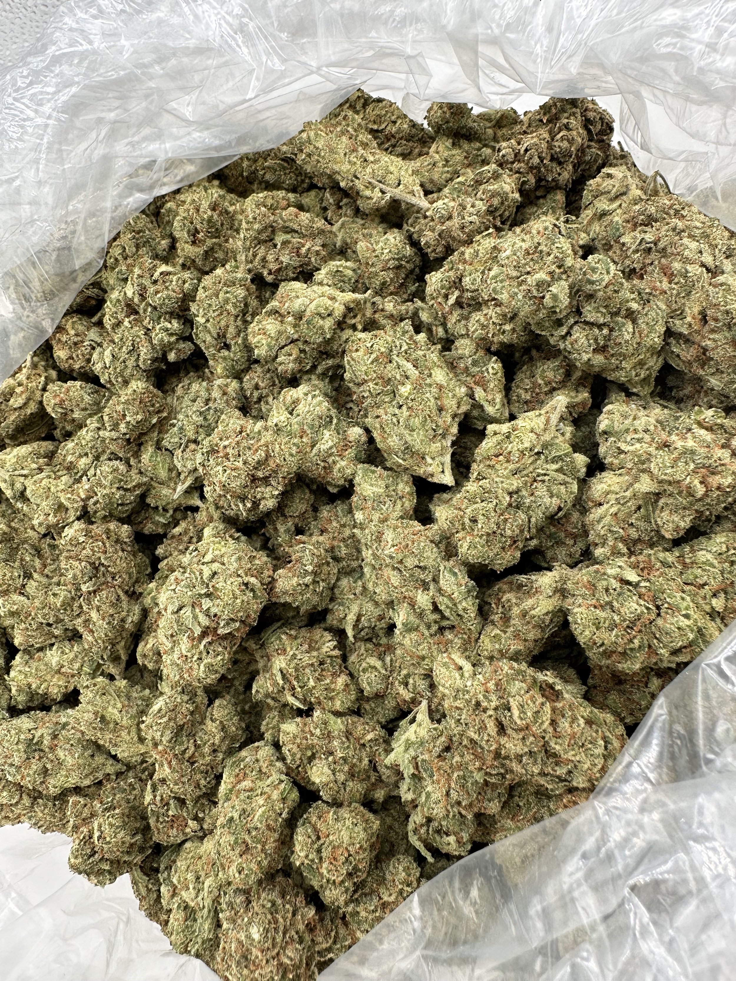 Tangie-new-2.jpeg
