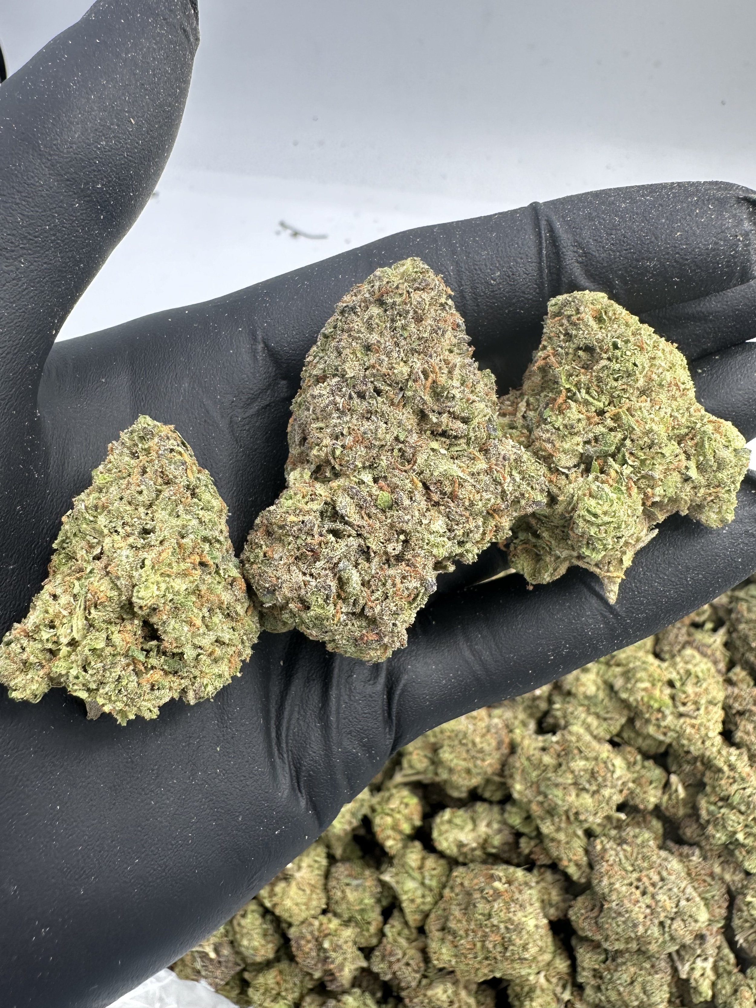 ACAPULCO GOLD
