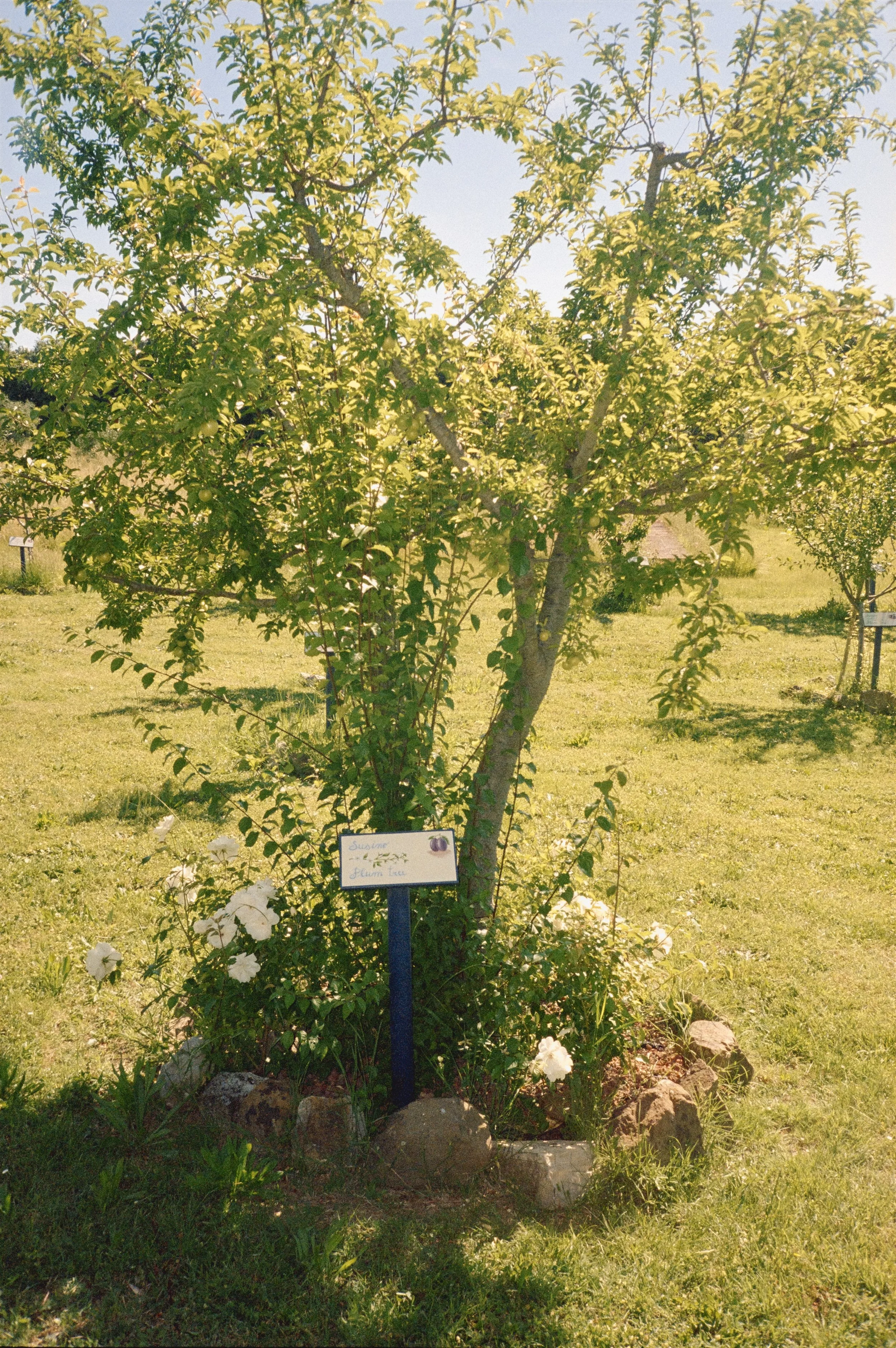 PORTRA 800 (35 of 36).jpeg