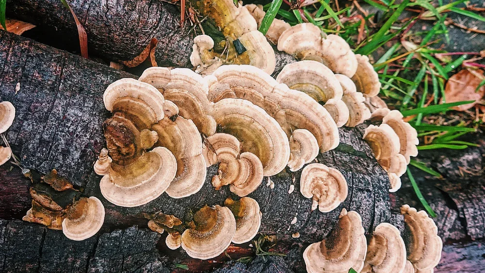 Why Turkey Tail Mushroom Belongs in Your Coffee?