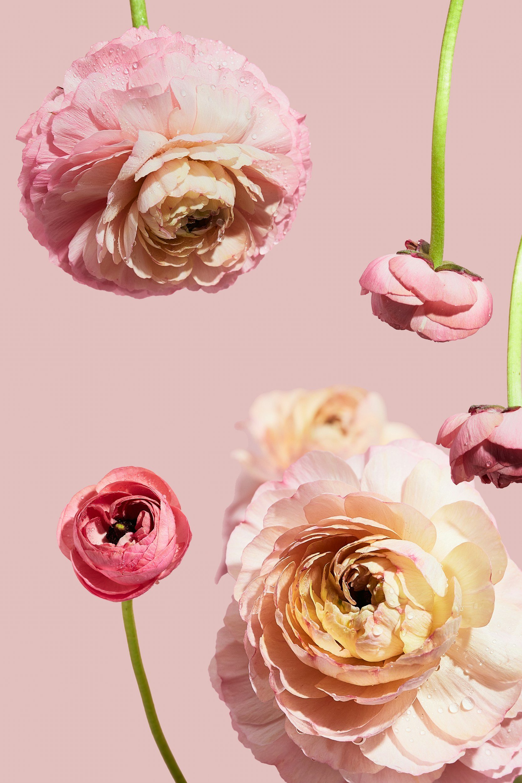 Multiple pink and peach ranunculus flowers against a light pink background with water droplets on the petals.