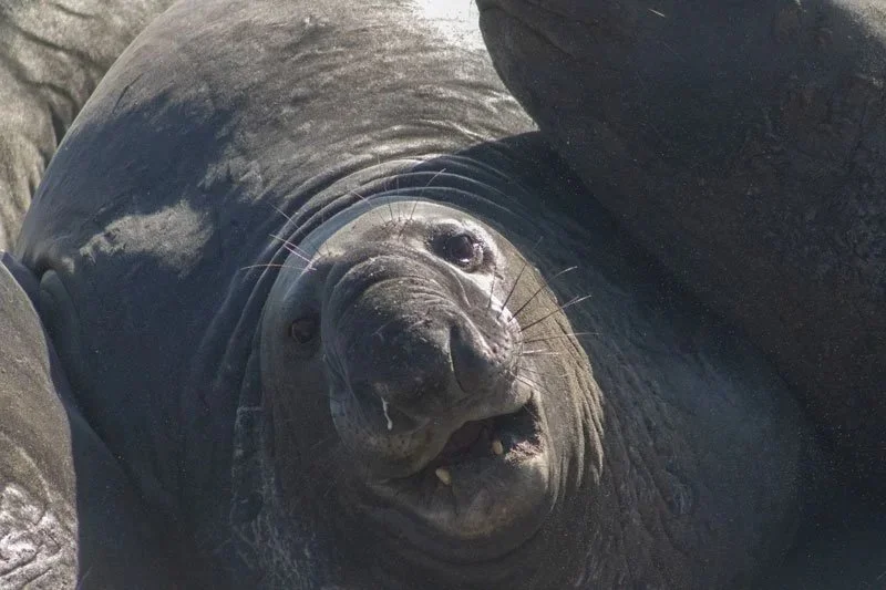 elephantsealsmile_harris_2025.jpg