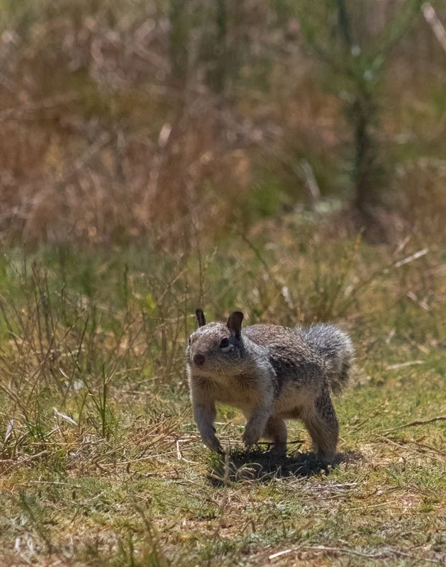 SquirrelOnTheRun_Harris_2025.jpg