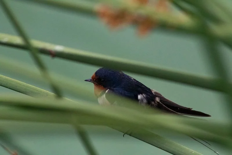 OsoFlacoBird3_Harris_2025.jpg