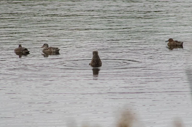 duckbutt_Harris_2025.jpg