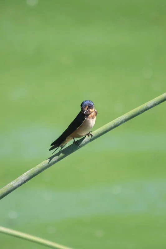 OsoFlacoBird_Harris_2025.jpg