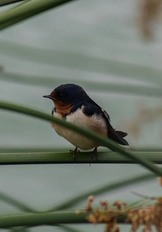 OsoFlacoBird2_Harris_2025.jpg