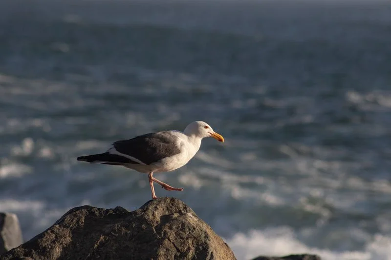 seagulstep_harris_2025.jpg